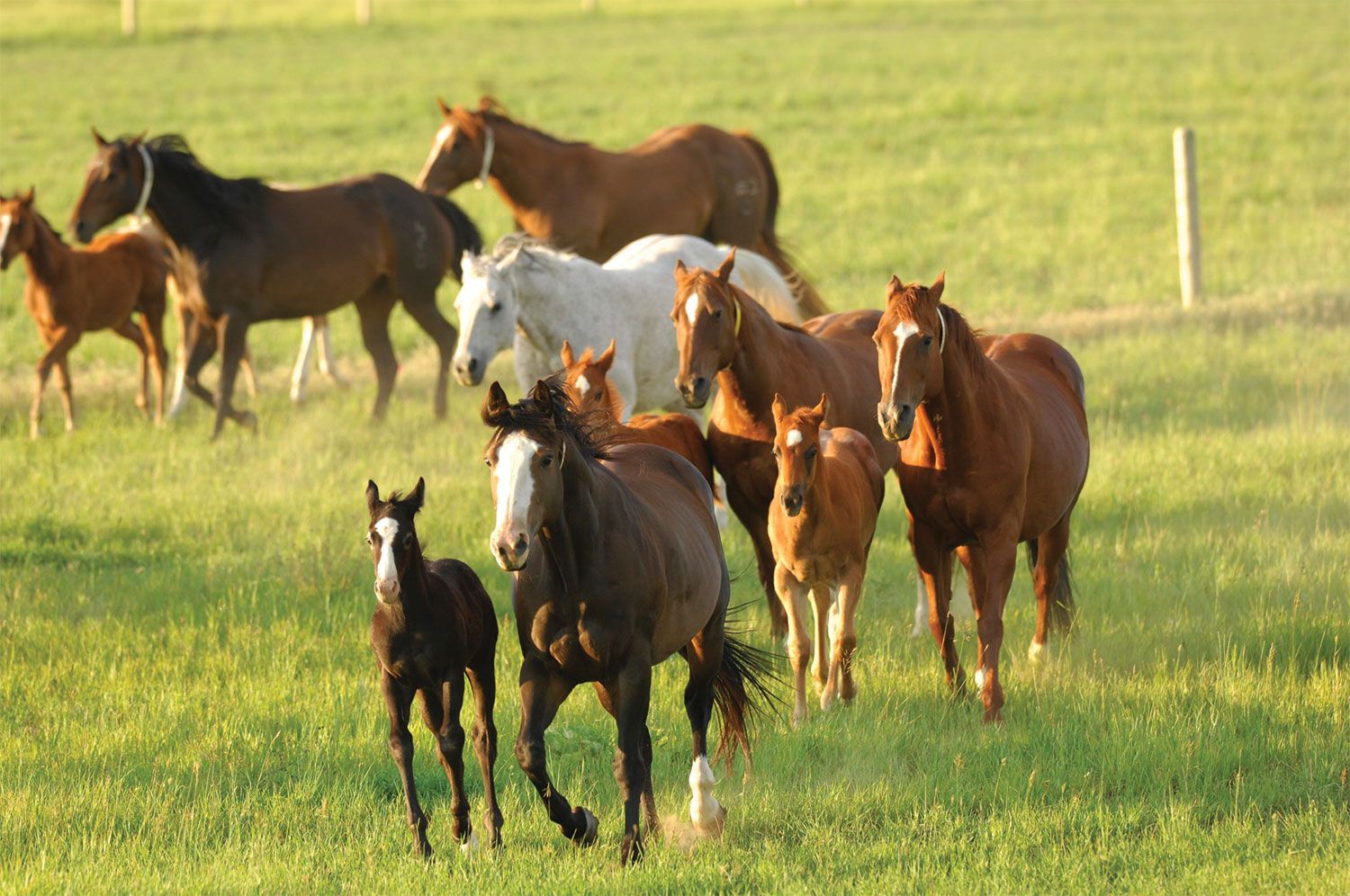 Horses Spring Time Wallpapers Wallpaper Cave