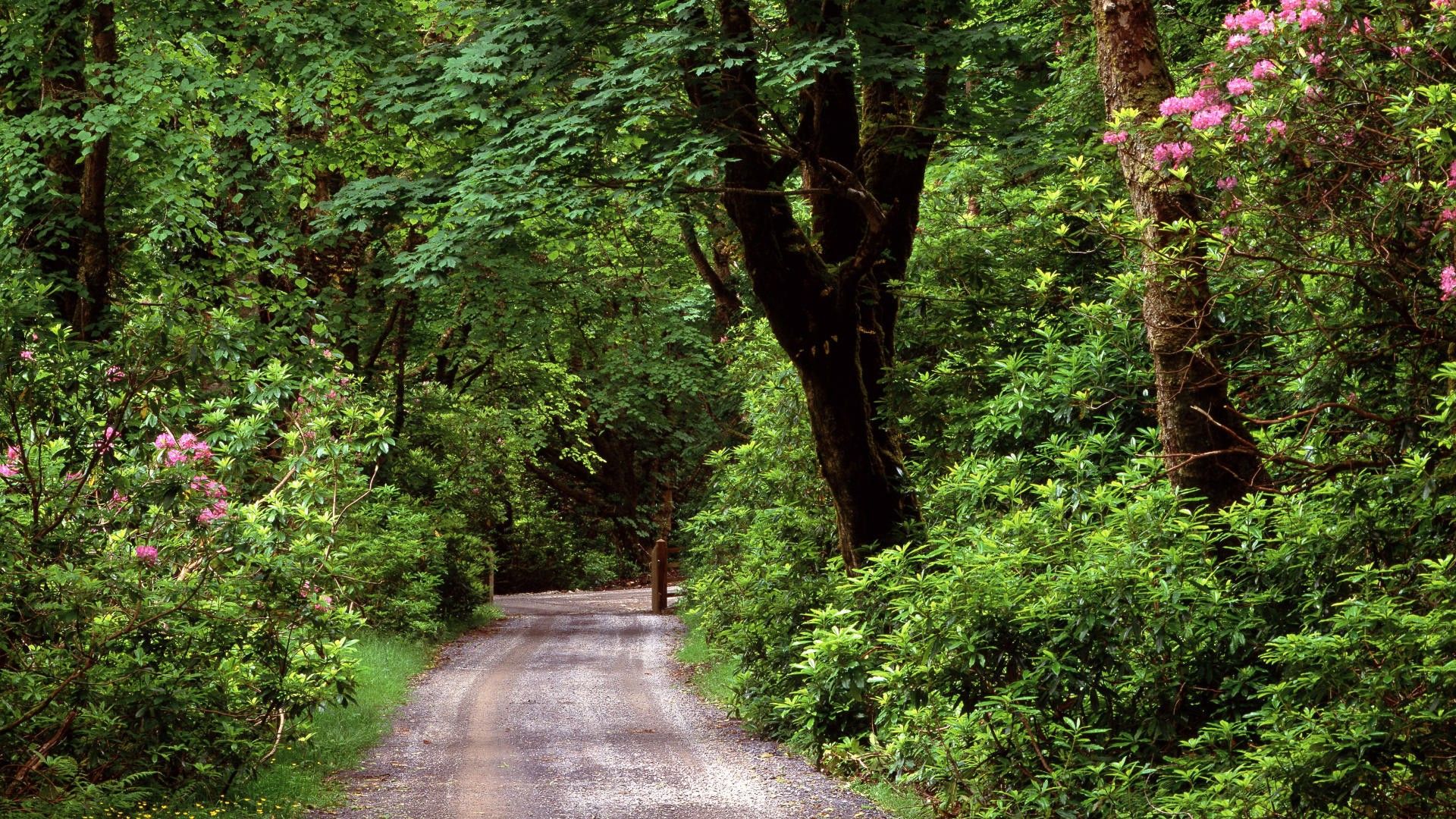 Spring Ireland Wallpapers Wallpaper Cave