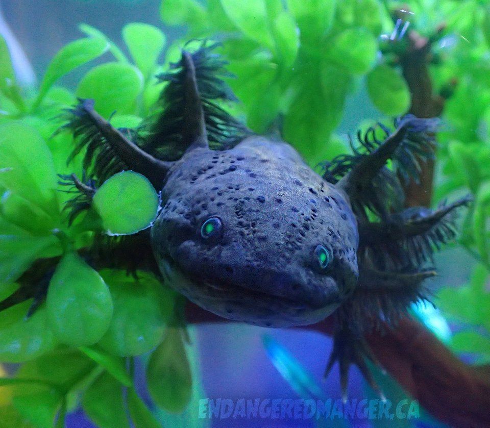 Axolotl Black Background