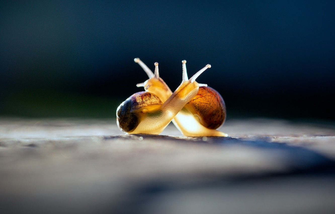 Cute Snails Wallpapers Wallpaper Cave