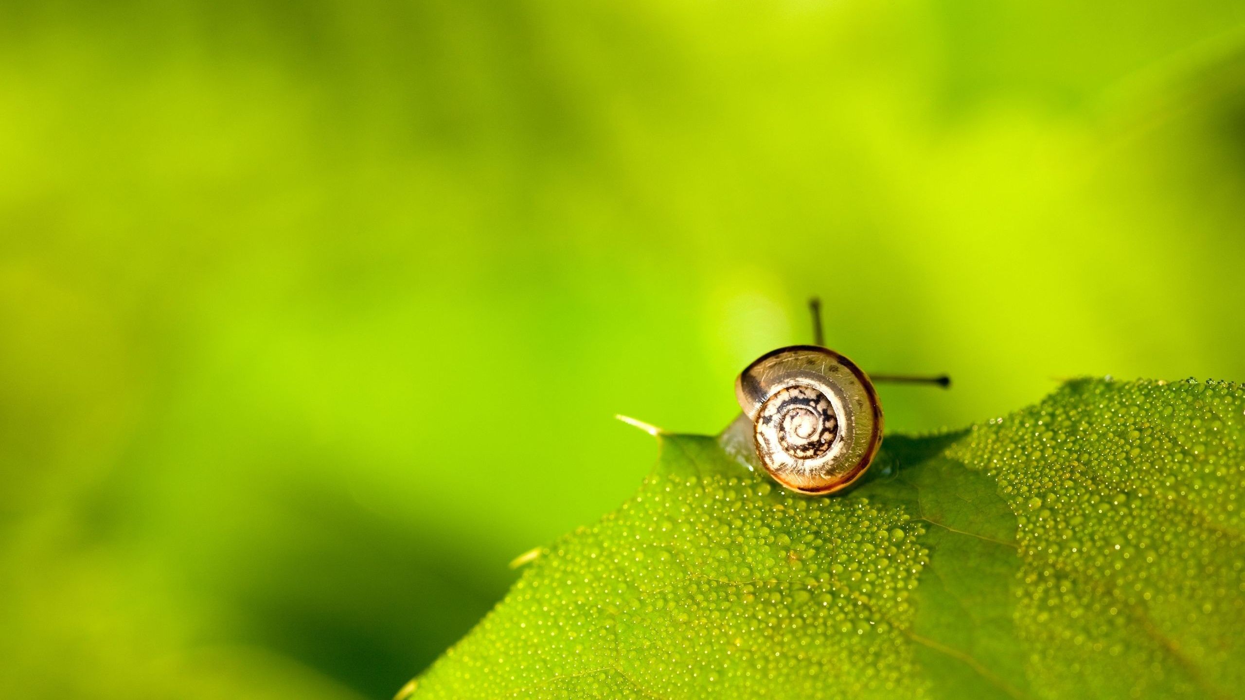 Cute Snails Wallpapers Wallpaper Cave