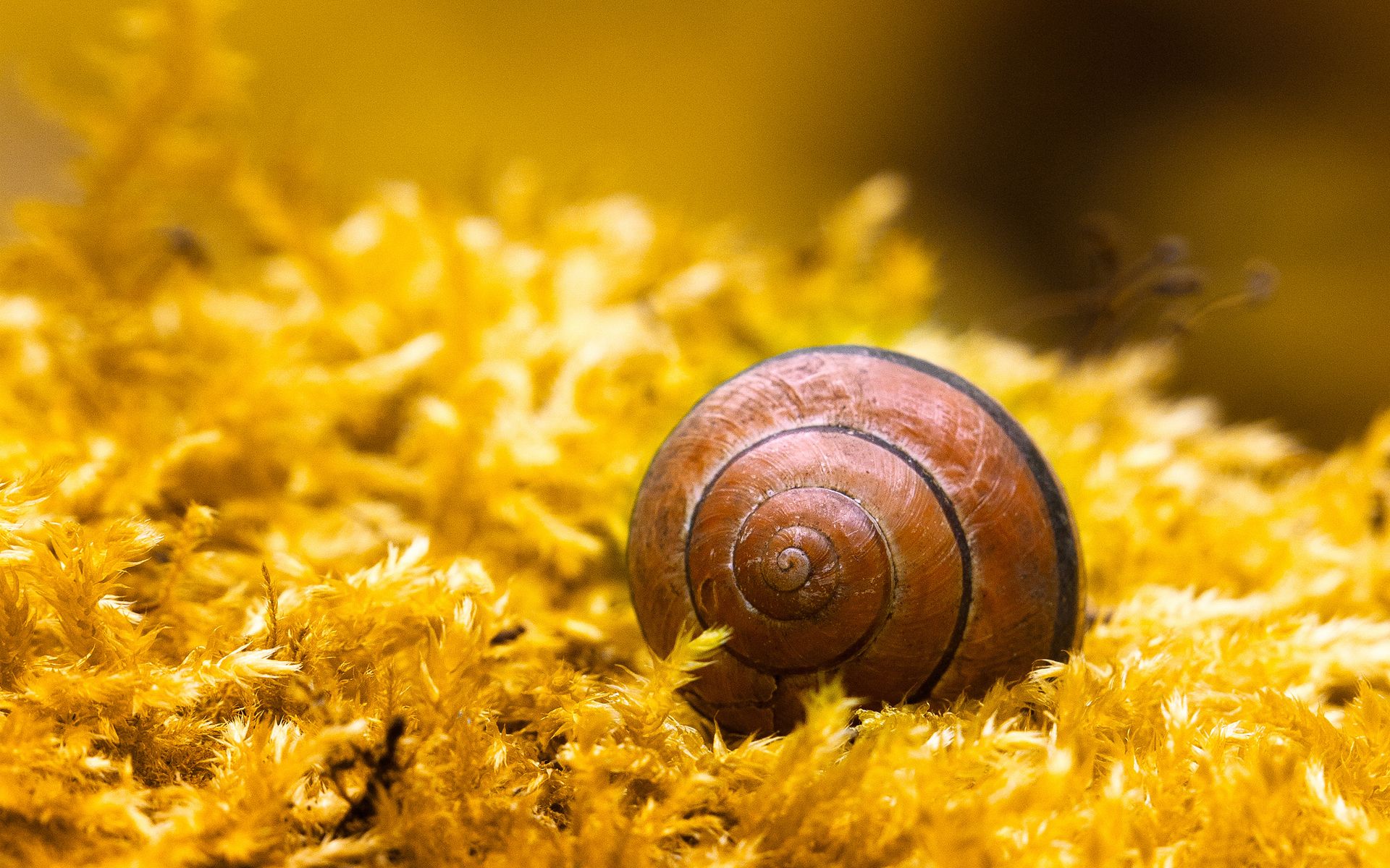 Cute Snails Wallpapers Wallpaper Cave