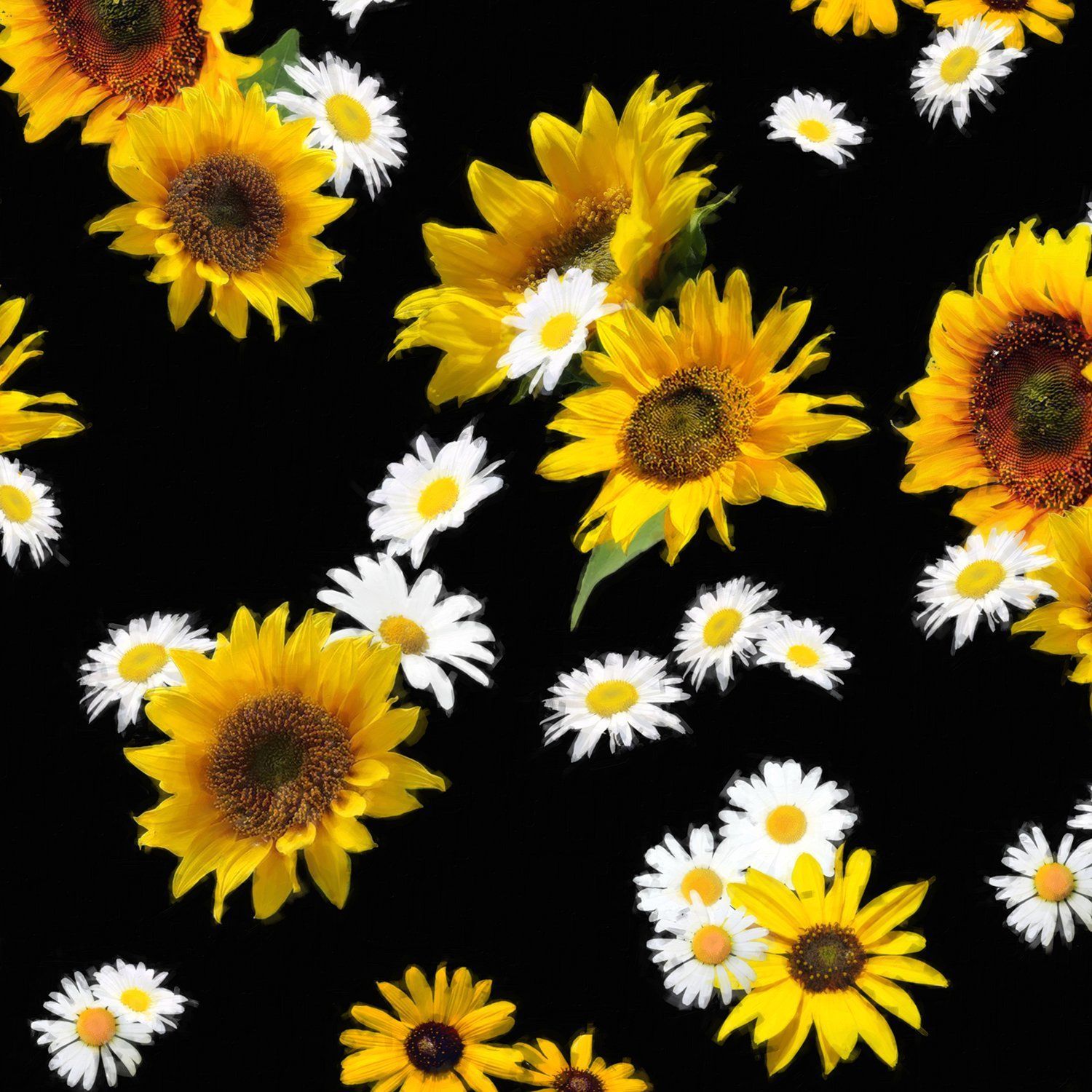 Summer Daisy Sunflower Floral Wallpapers Wallpaper Cave
