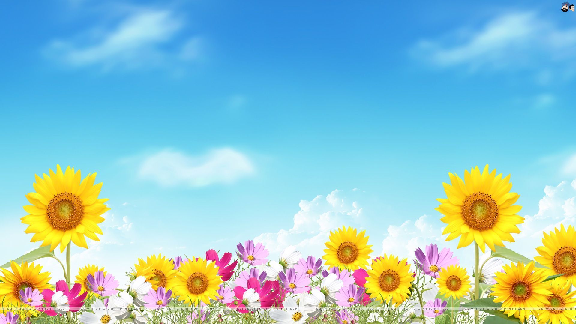 Summer Floral Desktop Wallpapers Wallpaper Cave