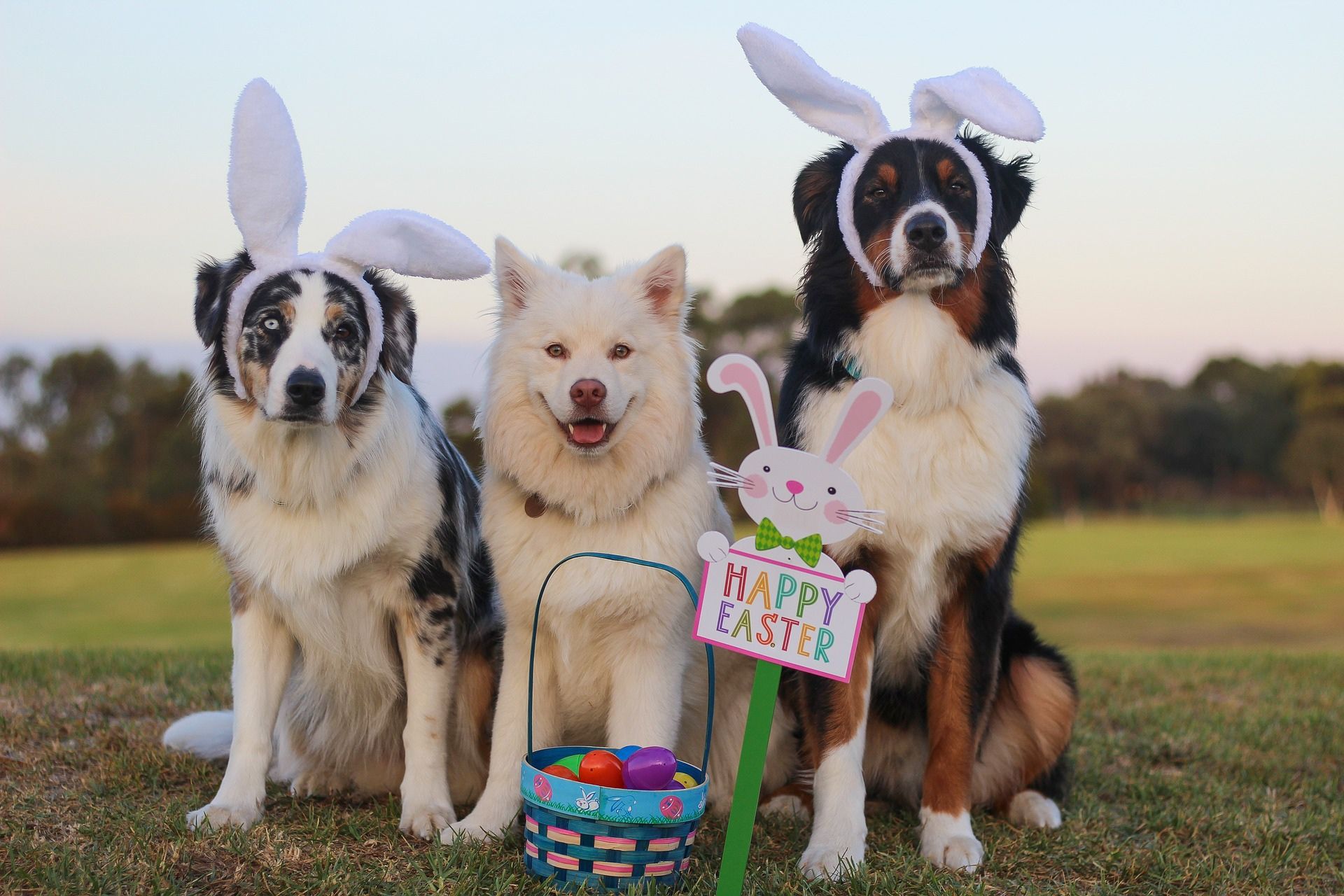 Dogs And Easter Wallpapers Wallpaper Cave