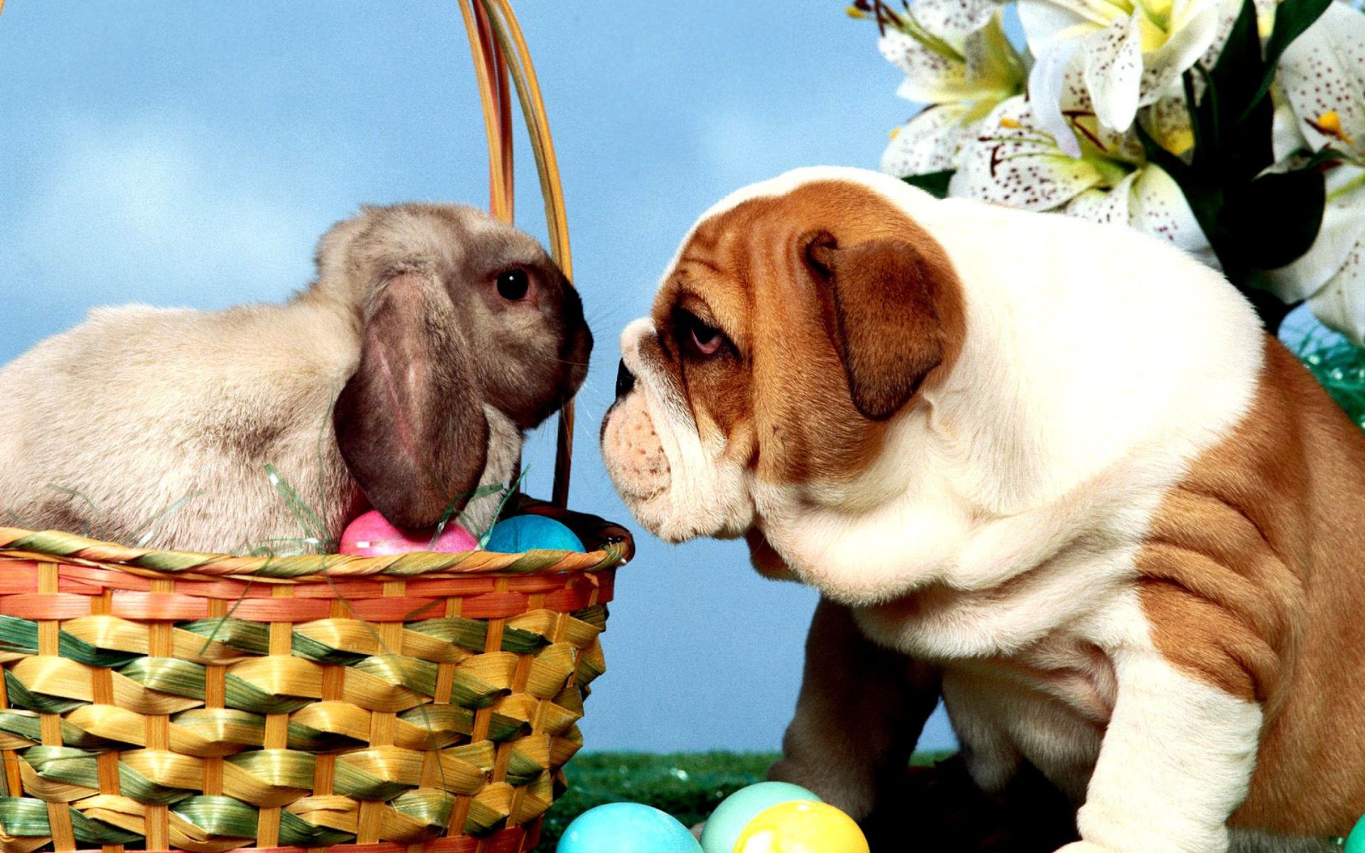 Dogs And Easter Wallpapers Wallpaper Cave