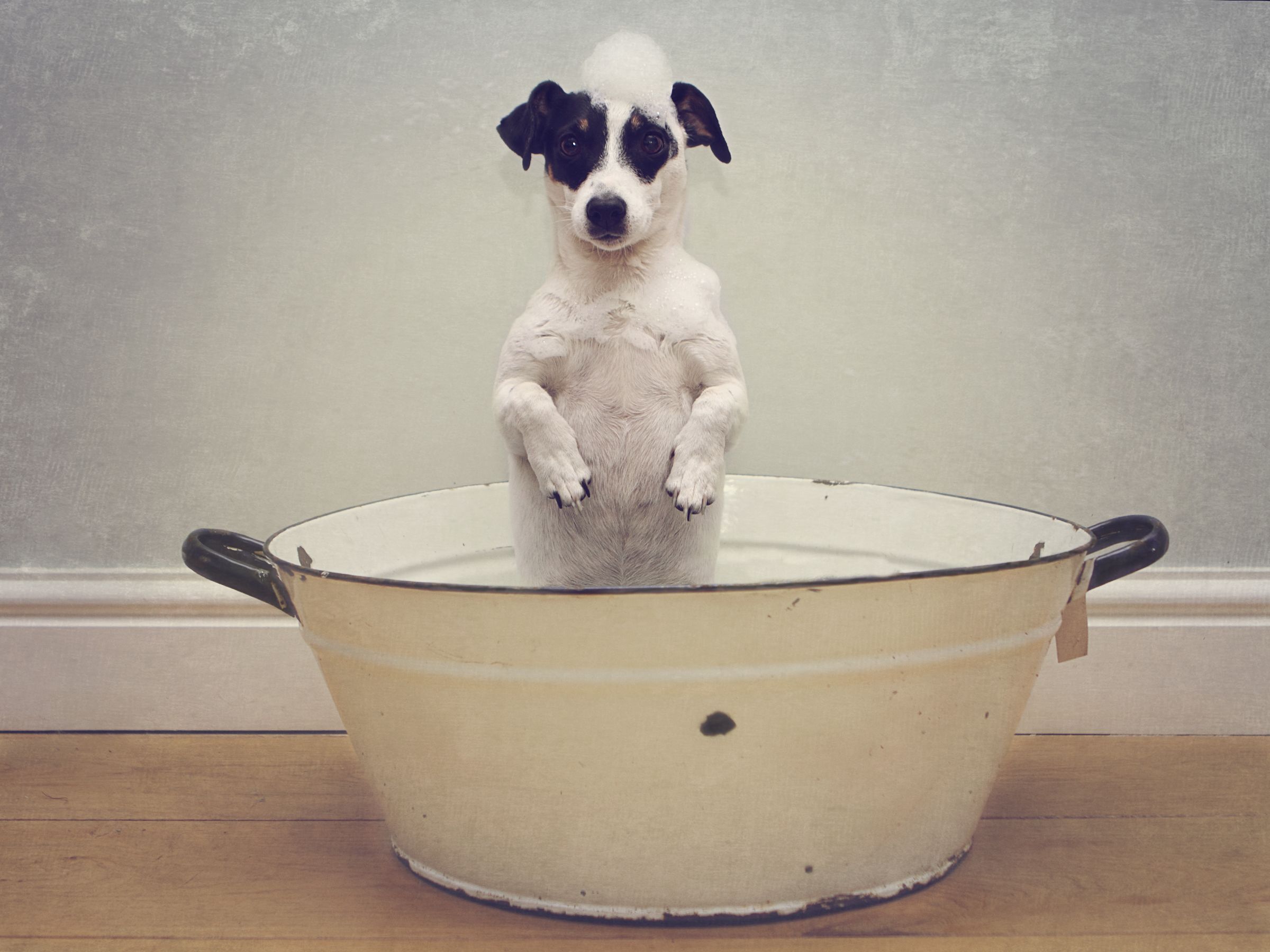 Dog Bath Wallpapers Wallpaper Cave