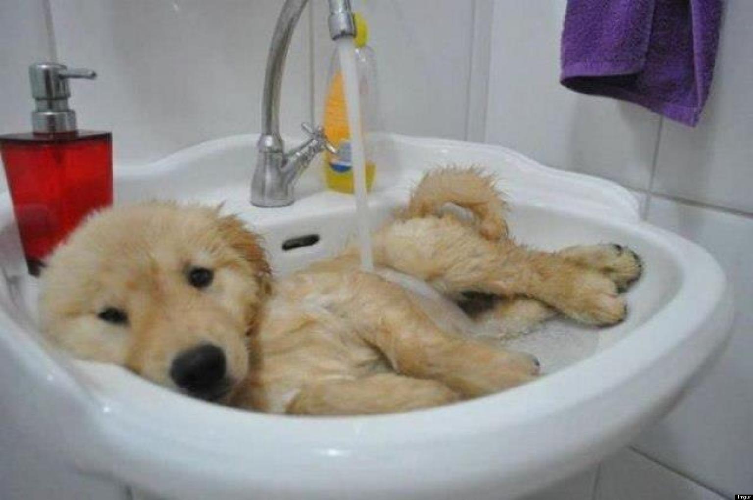 Dog Bath Wallpapers Wallpaper Cave