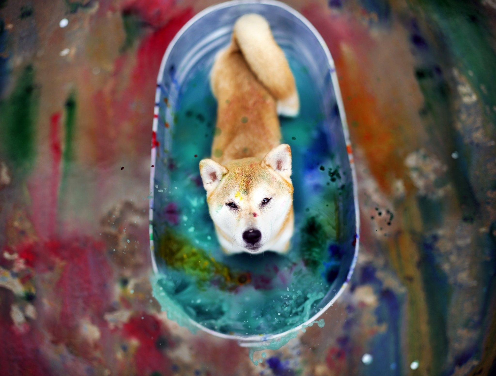 Dog Bath Wallpapers Wallpaper Cave