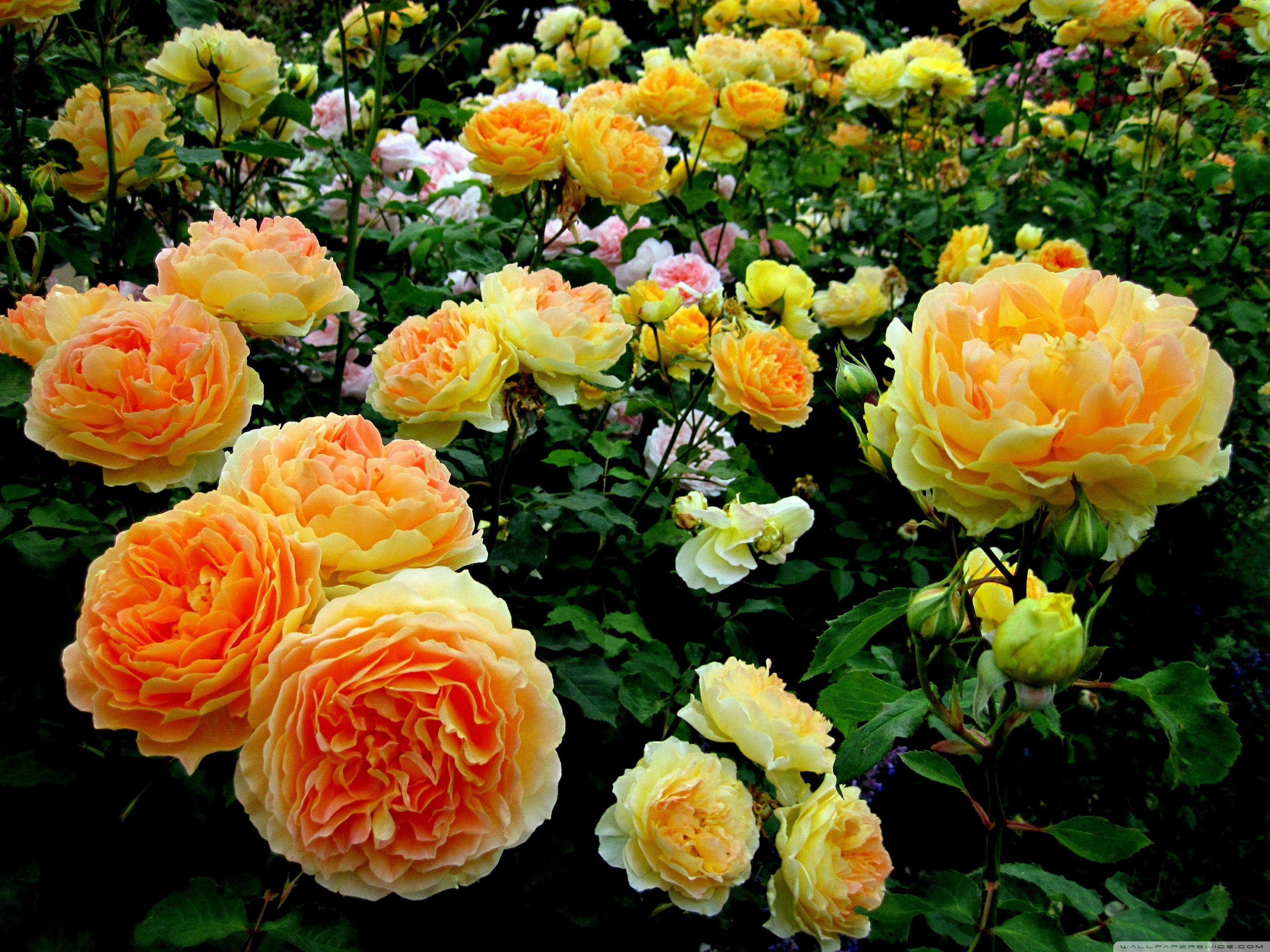 Rose Garden Desktop Wallpapers Wallpaper Cave