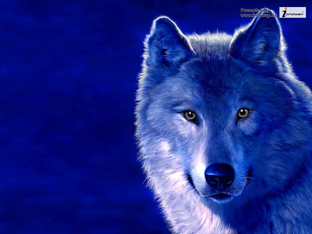 Black And Blue Wolf Wallpapers Wallpaper Cave