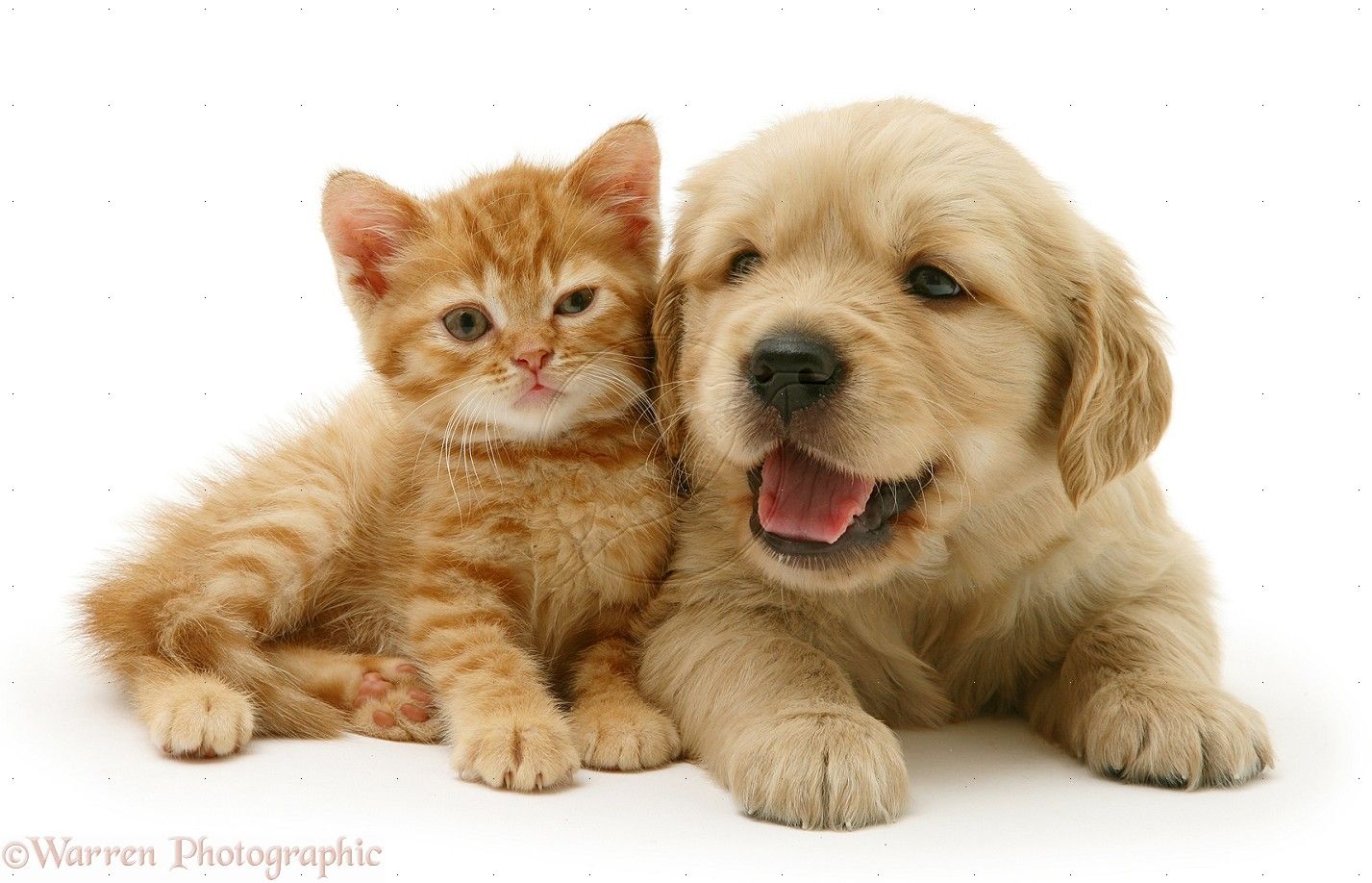 Baby Cats And Dogs Wallpapers Wallpaper Cave