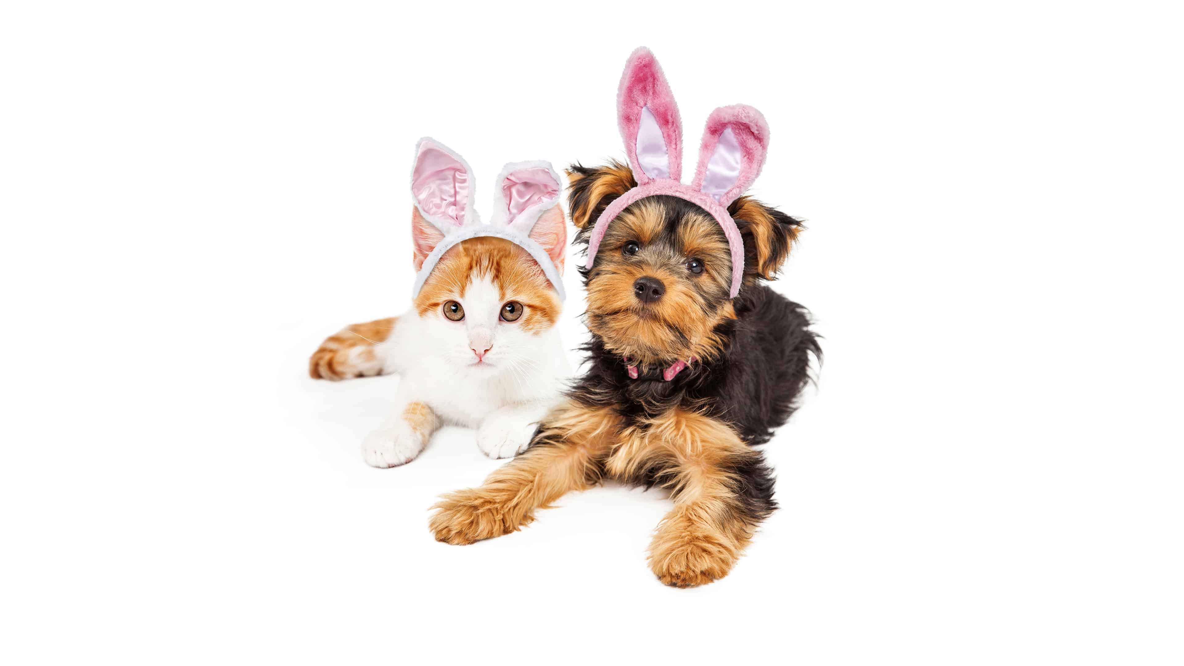 Easter Pets Wallpapers Wallpaper Cave