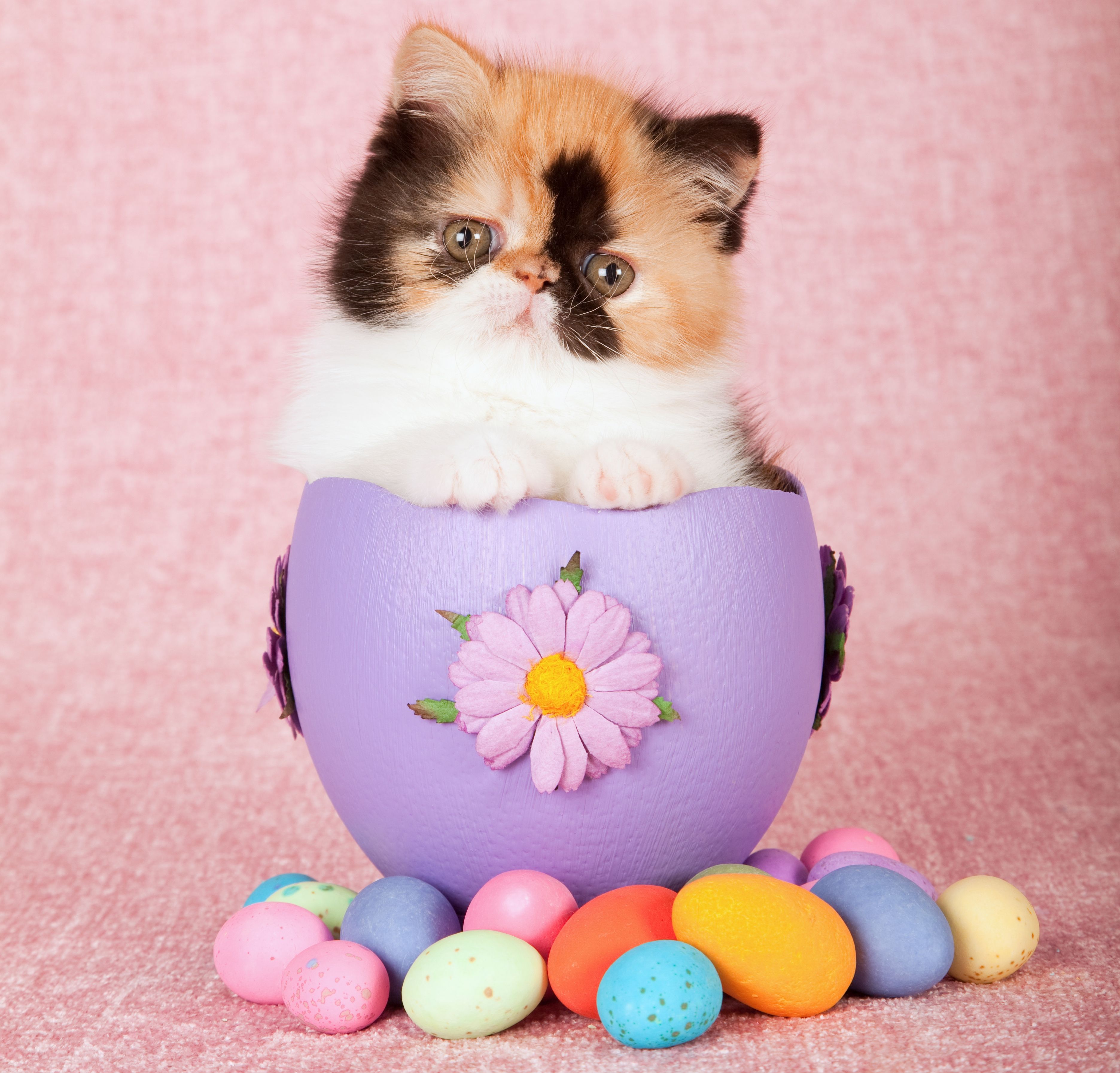 Easter Kitttens Wallpapers Wallpaper Cave