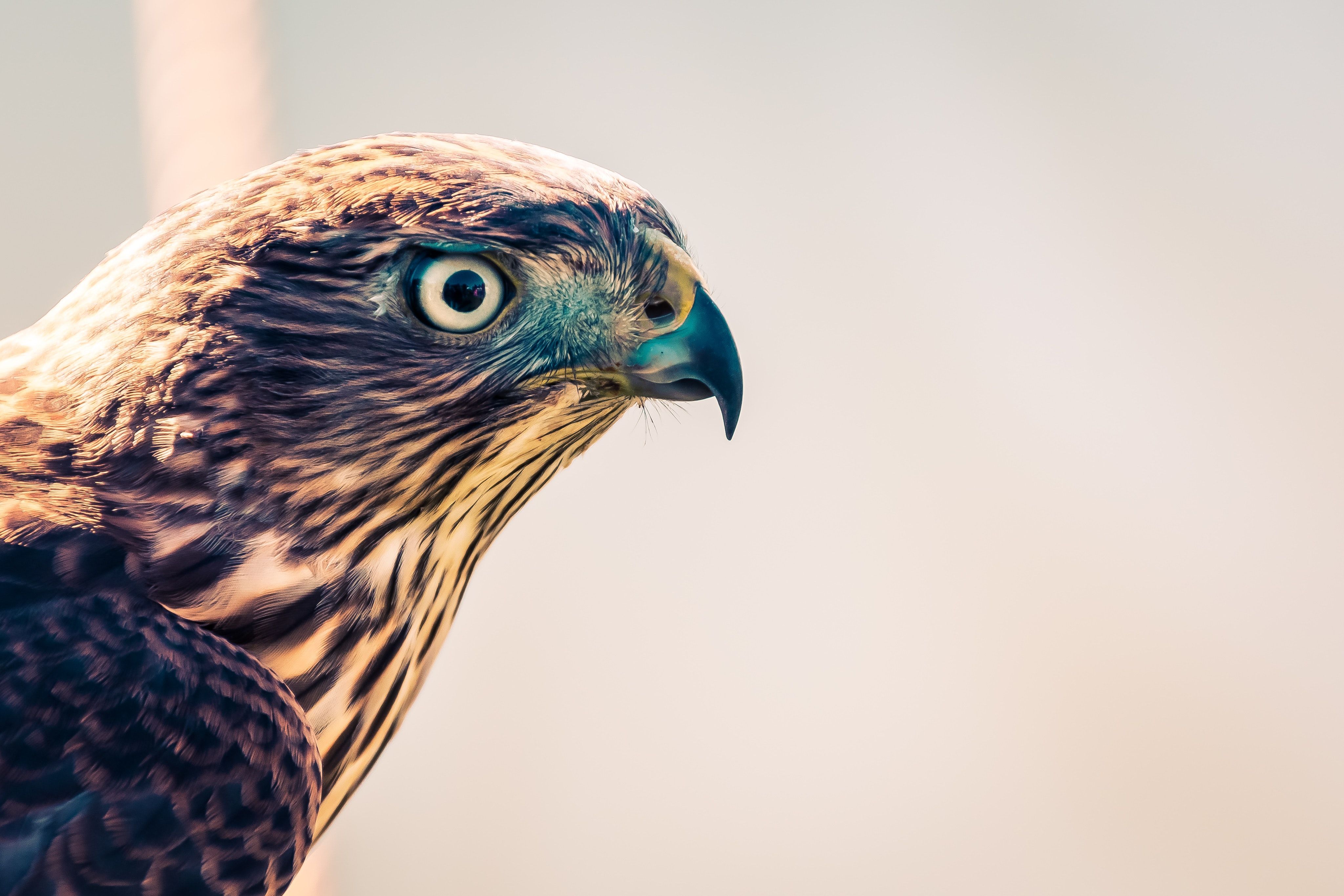 Falcon Bird Wallpapers - Wallpaper Cave