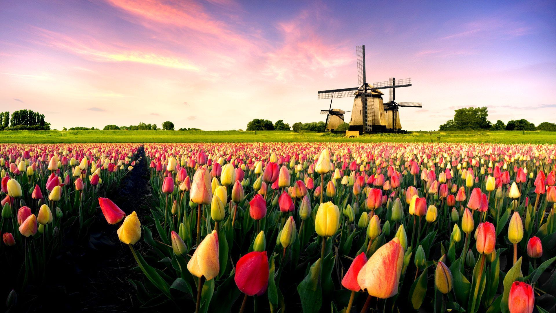 Spring Netherlands Wallpapers Wallpaper Cave
