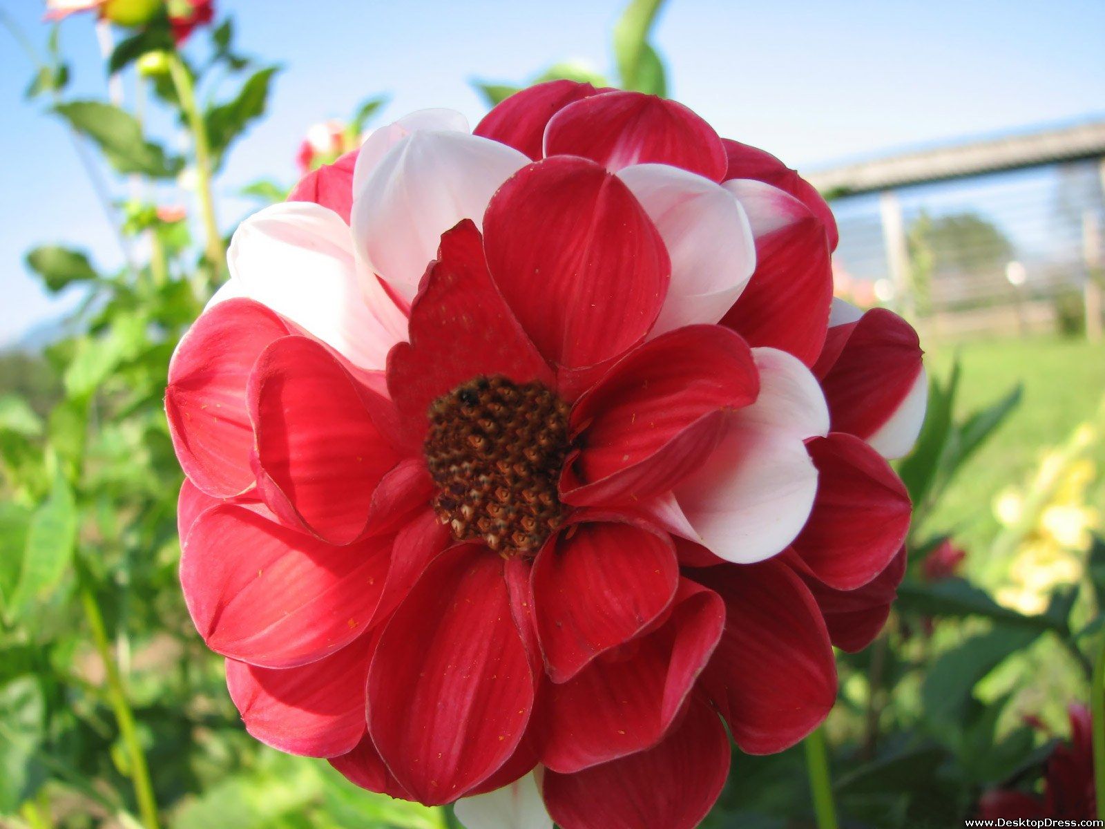 Red And White Flowers Wallpapers Wallpaper Cave