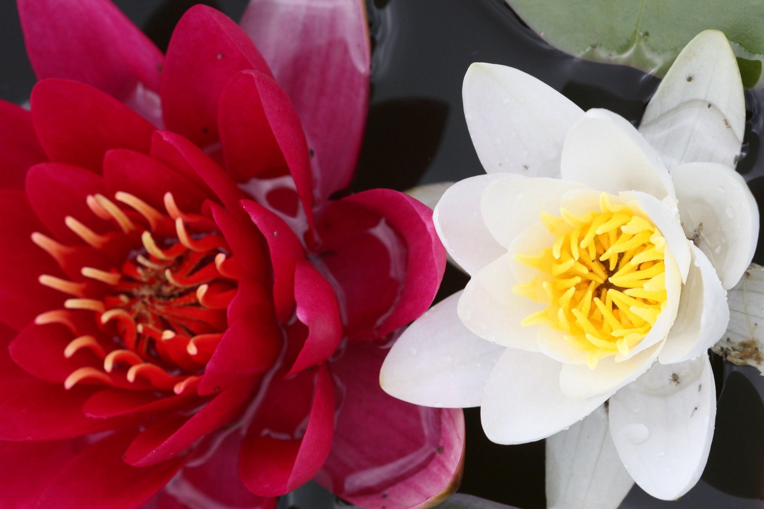 Red And White Flowers Wallpapers Wallpaper Cave