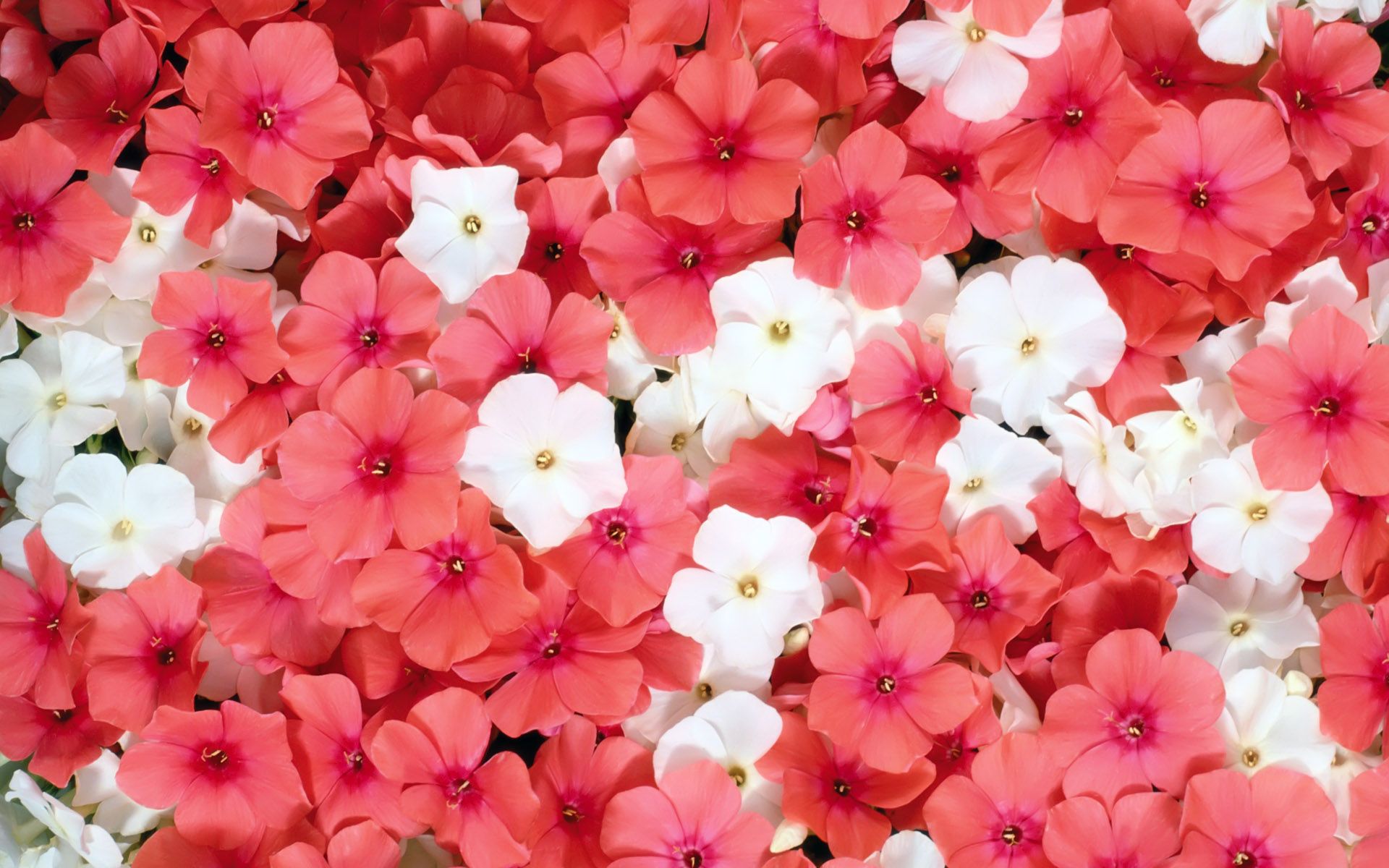 Red And White Flowers Wallpapers Wallpaper Cave