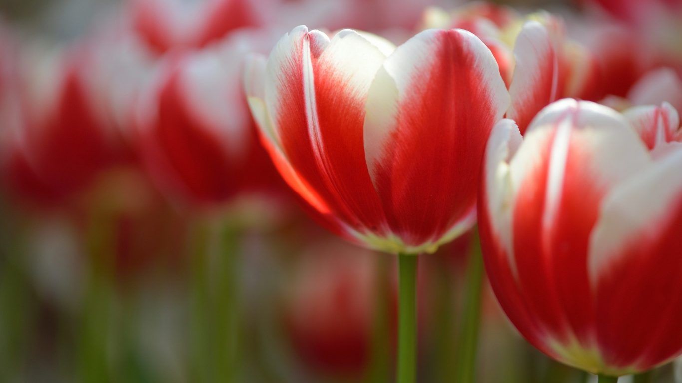 Red And White Flowers Wallpapers Wallpaper Cave