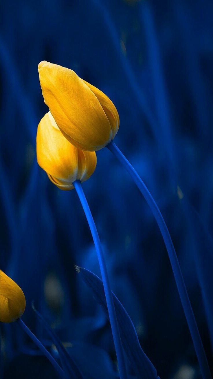 Yellow And Blue Flowers Wallpapers Wallpaper Cave