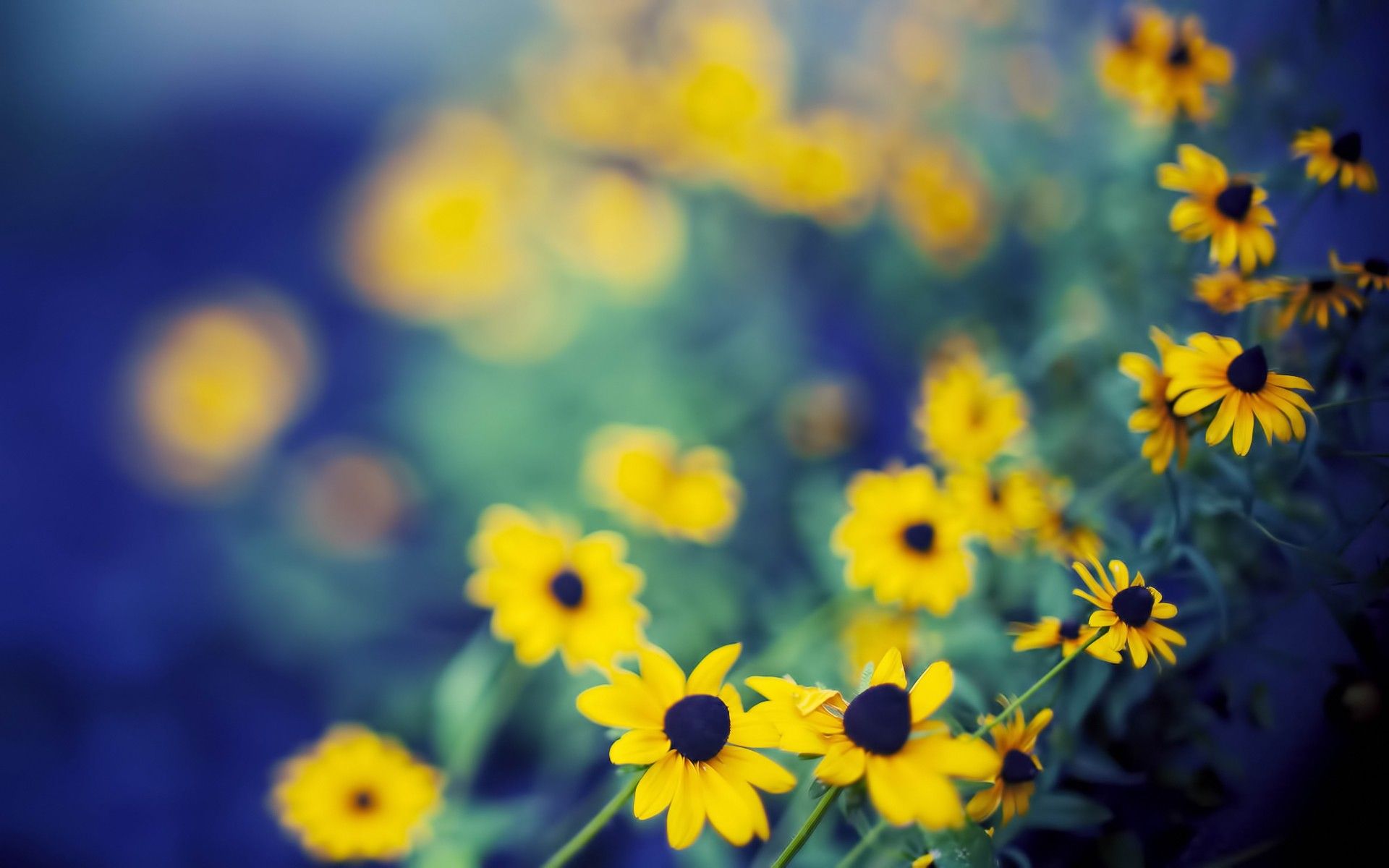 Yellow And Blue Flowers Wallpapers Wallpaper Cave