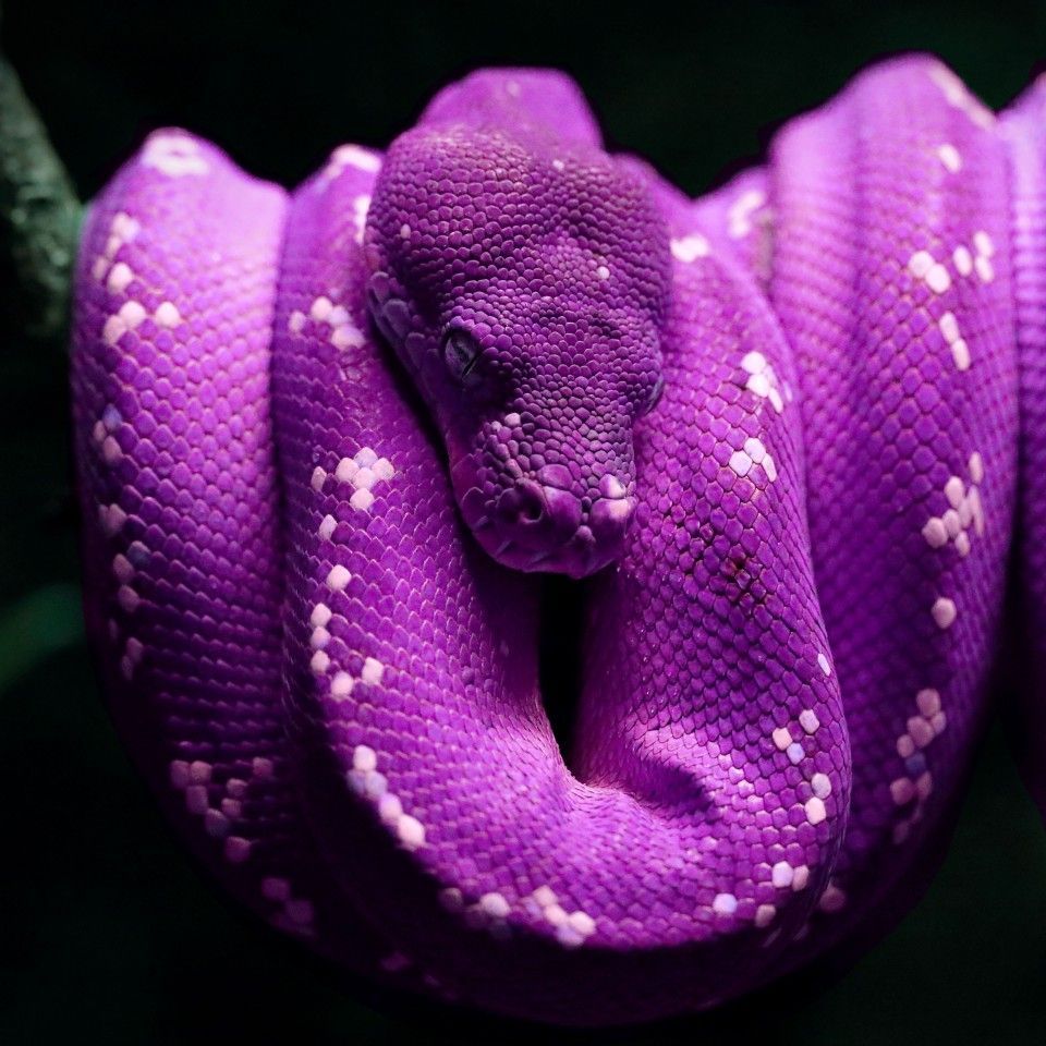 Purple Snakes Wallpapers Wallpaper Cave