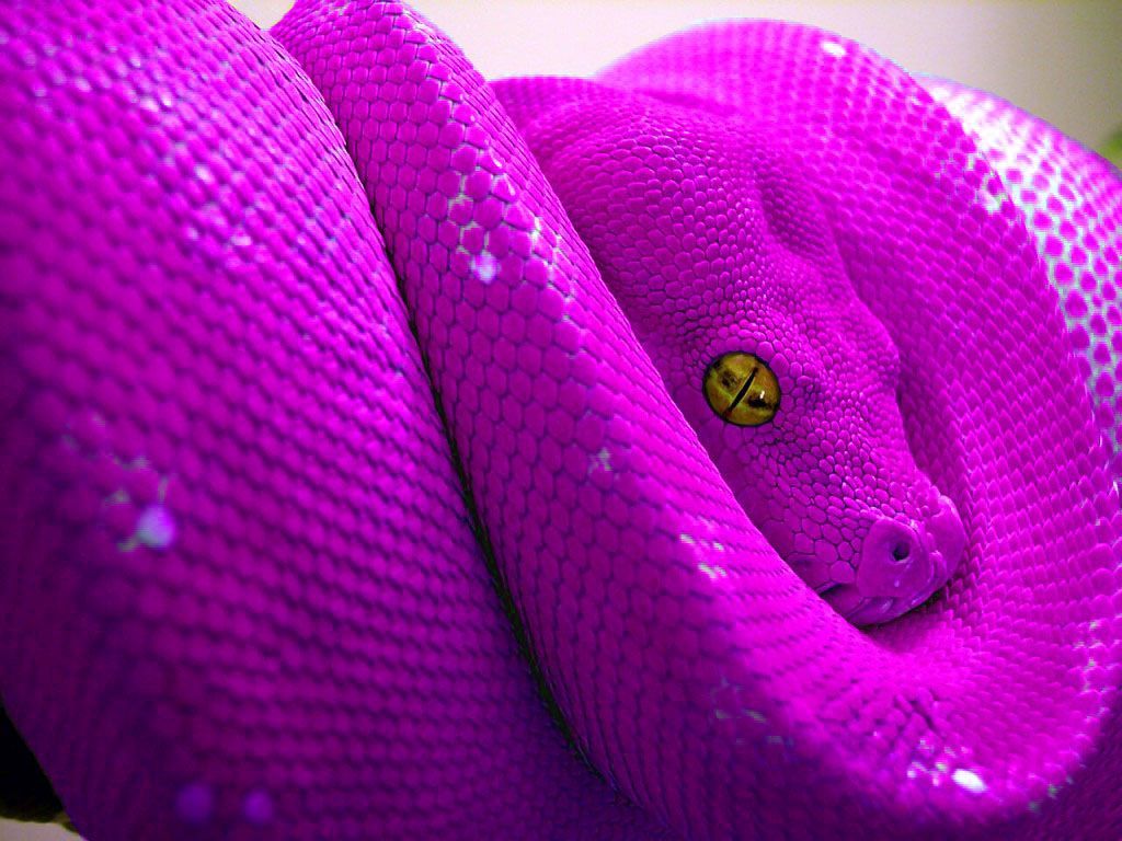 Purple Snakes Wallpapers Wallpaper Cave