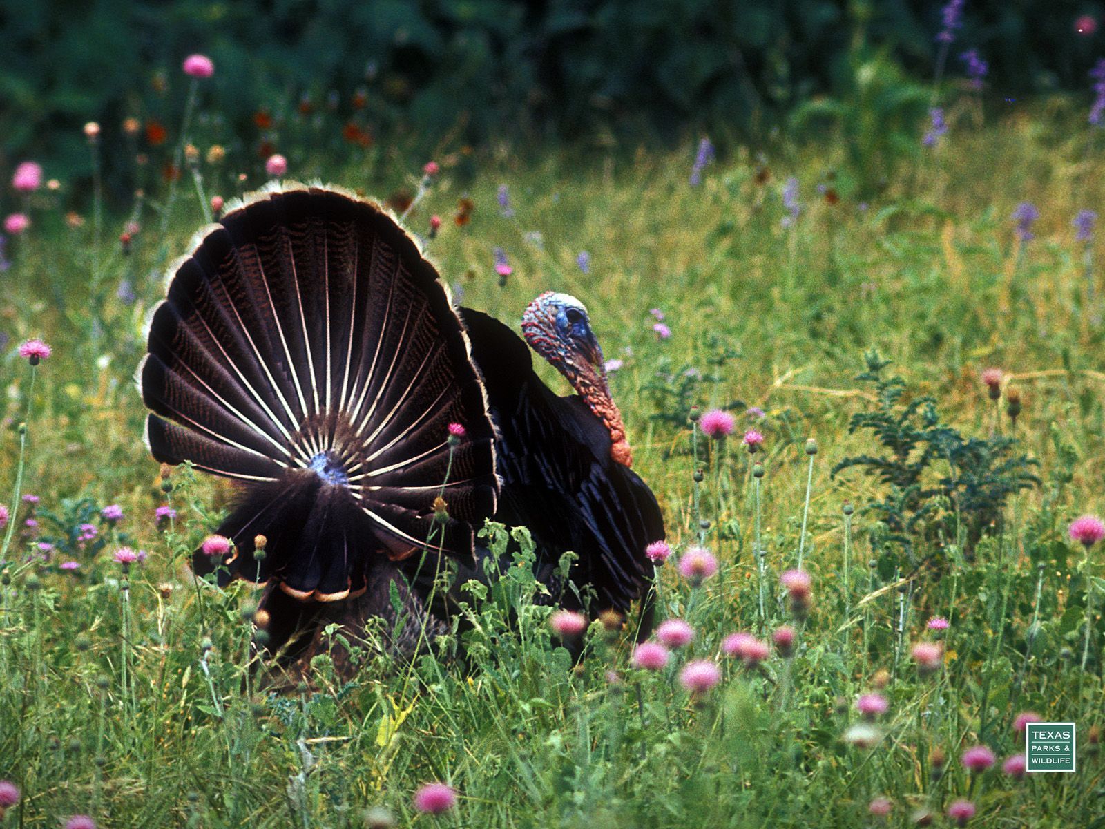 Wild Turkey Wallpapers Wallpaper Cave