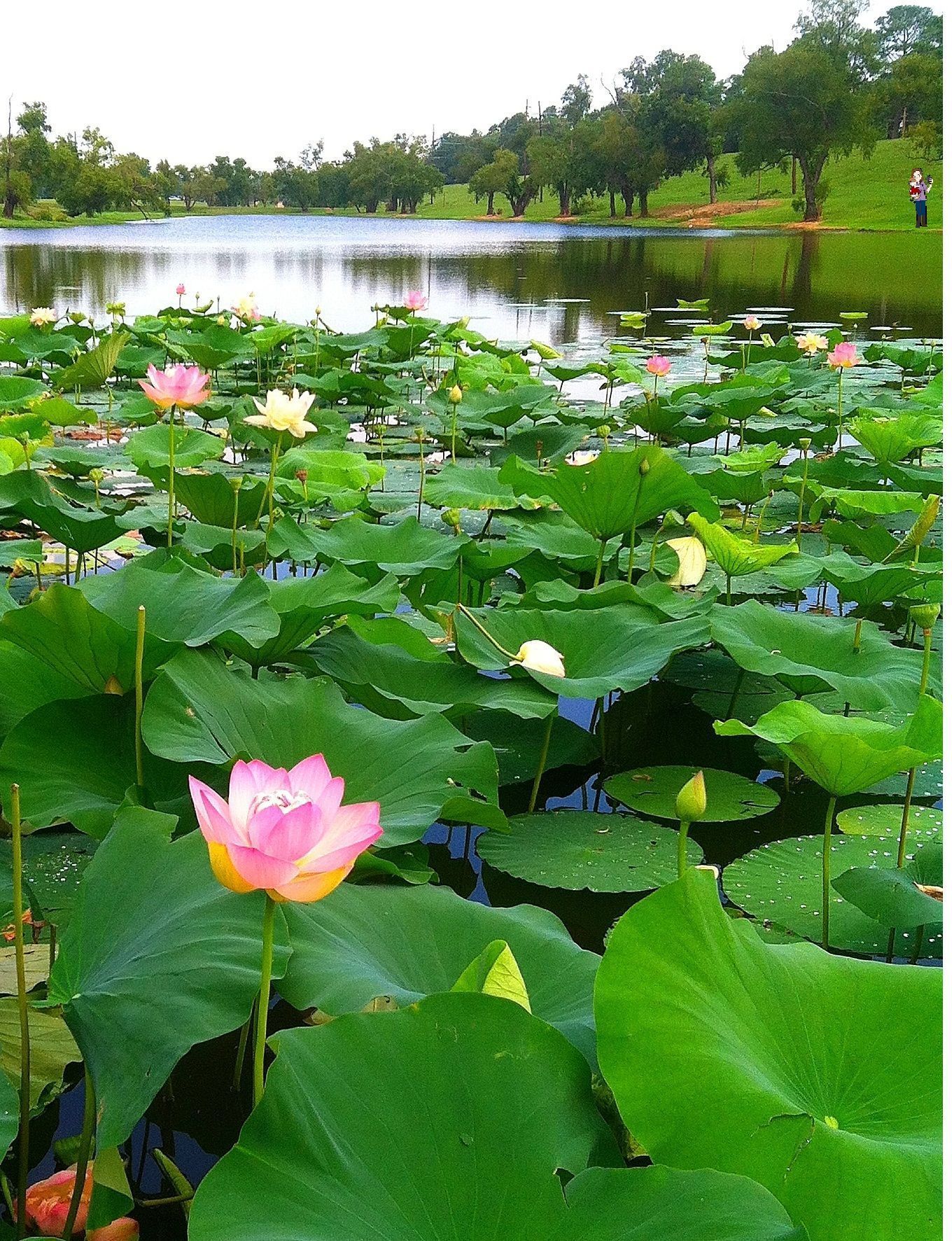 Lotus Garden Wallpapers Wallpaper Cave
