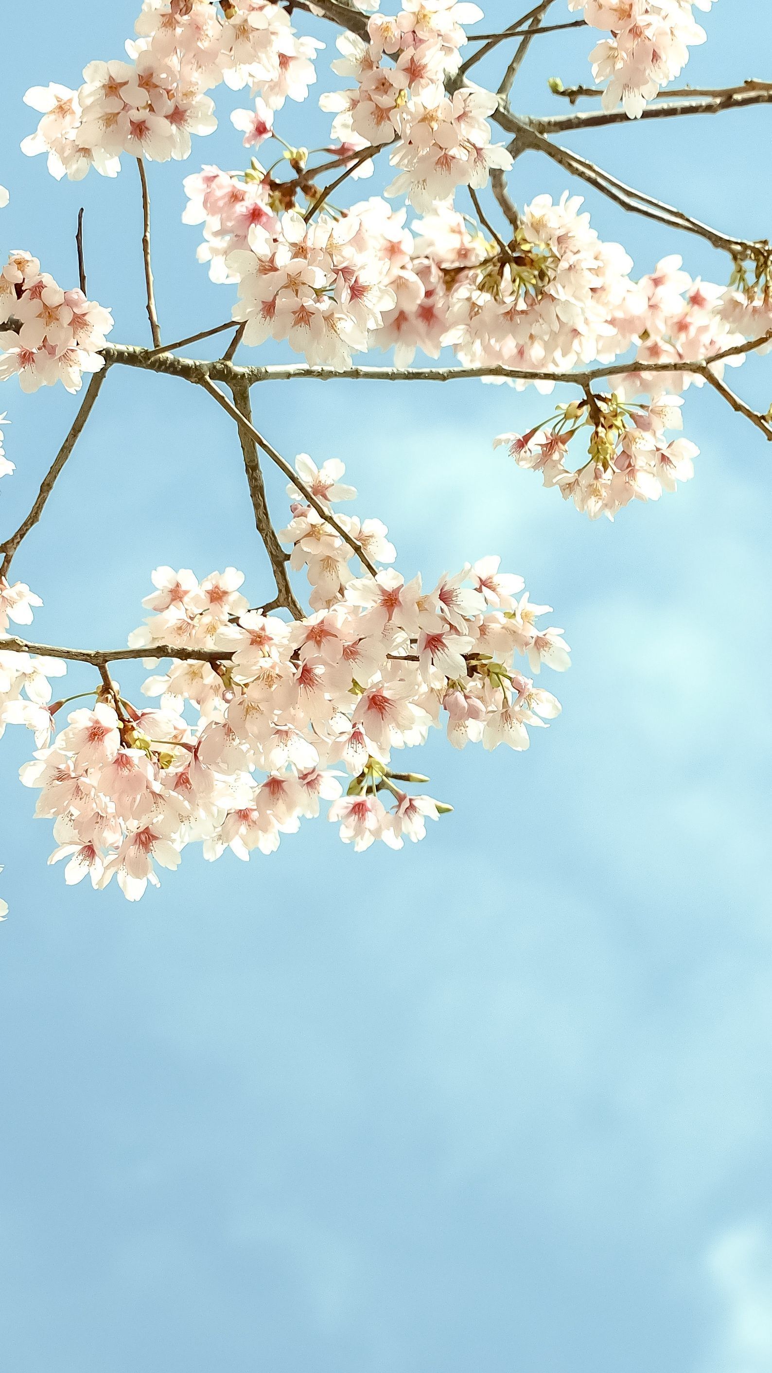 iPhone 11 Pro Max Spring Wallpapers Wallpaper Cave