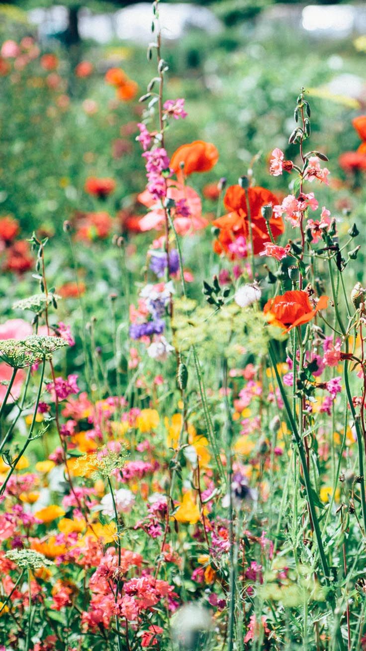 iPhone 11 Pro Max Spring Wallpapers Wallpaper Cave