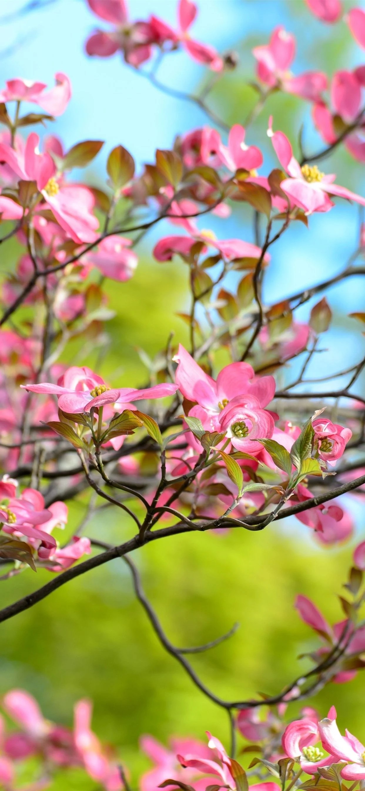 iPhone 11 Pro Max Spring Wallpapers Wallpaper Cave