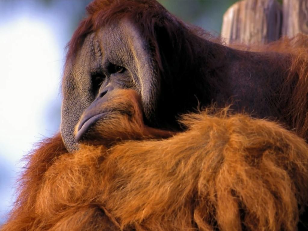 Ugly Monkey Wallpapers Wallpaper Cave