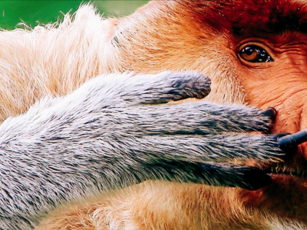 Ugly Monkey Wallpapers Wallpaper Cave