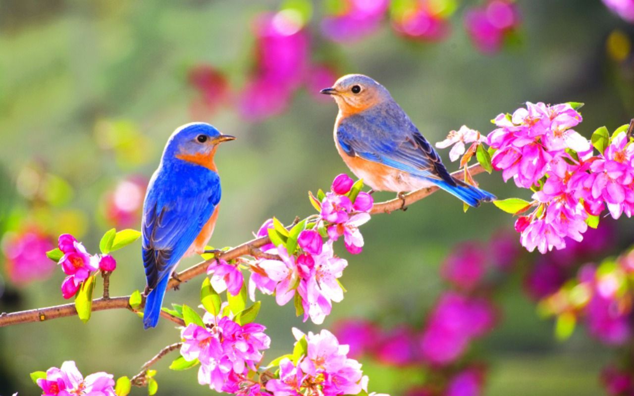 Adorable Birds Spring Wallpapers Wallpaper Cave