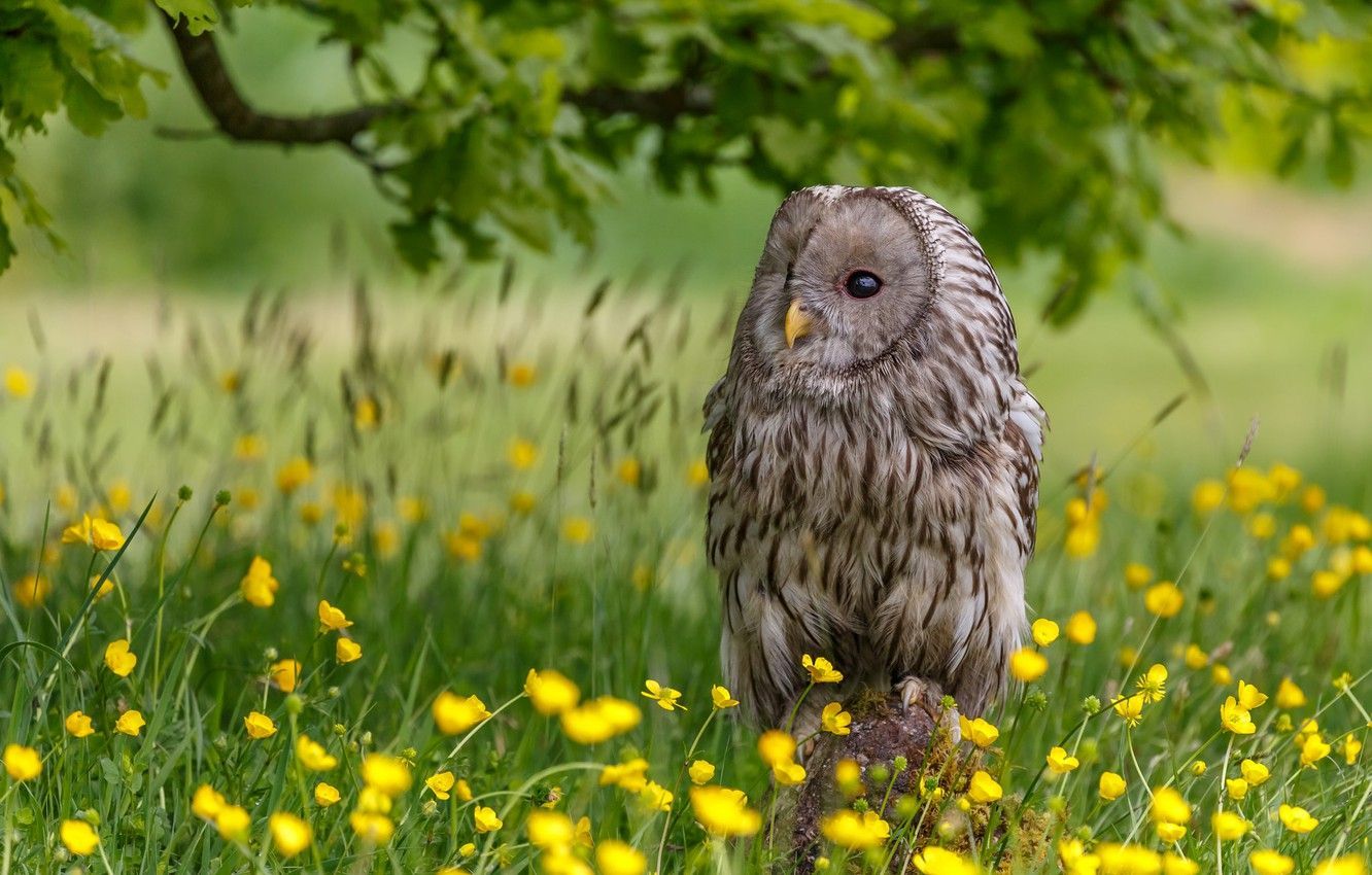 Spring Owl Wallpapers Wallpaper Cave