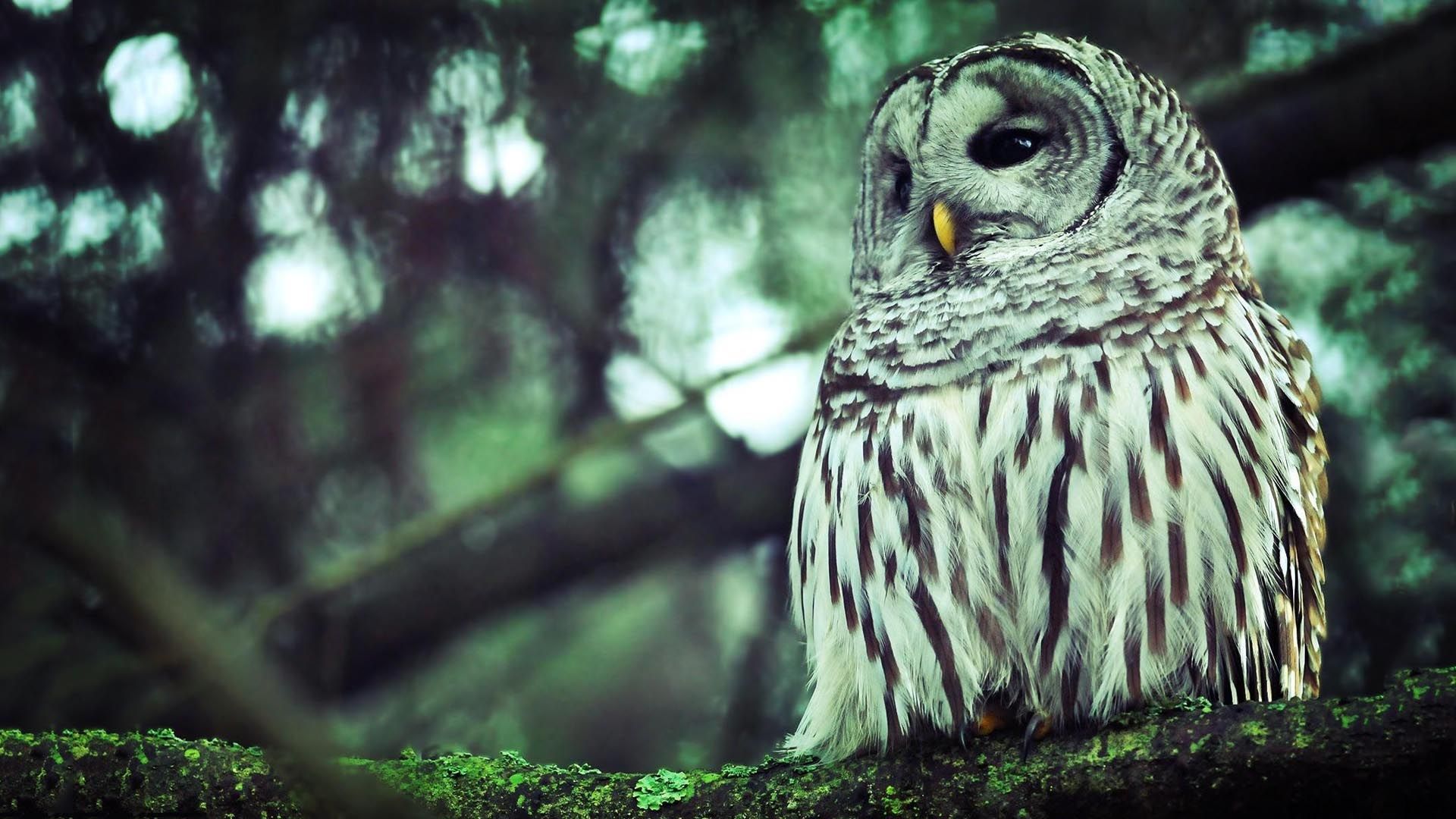 Spring Owl Wallpapers Wallpaper Cave