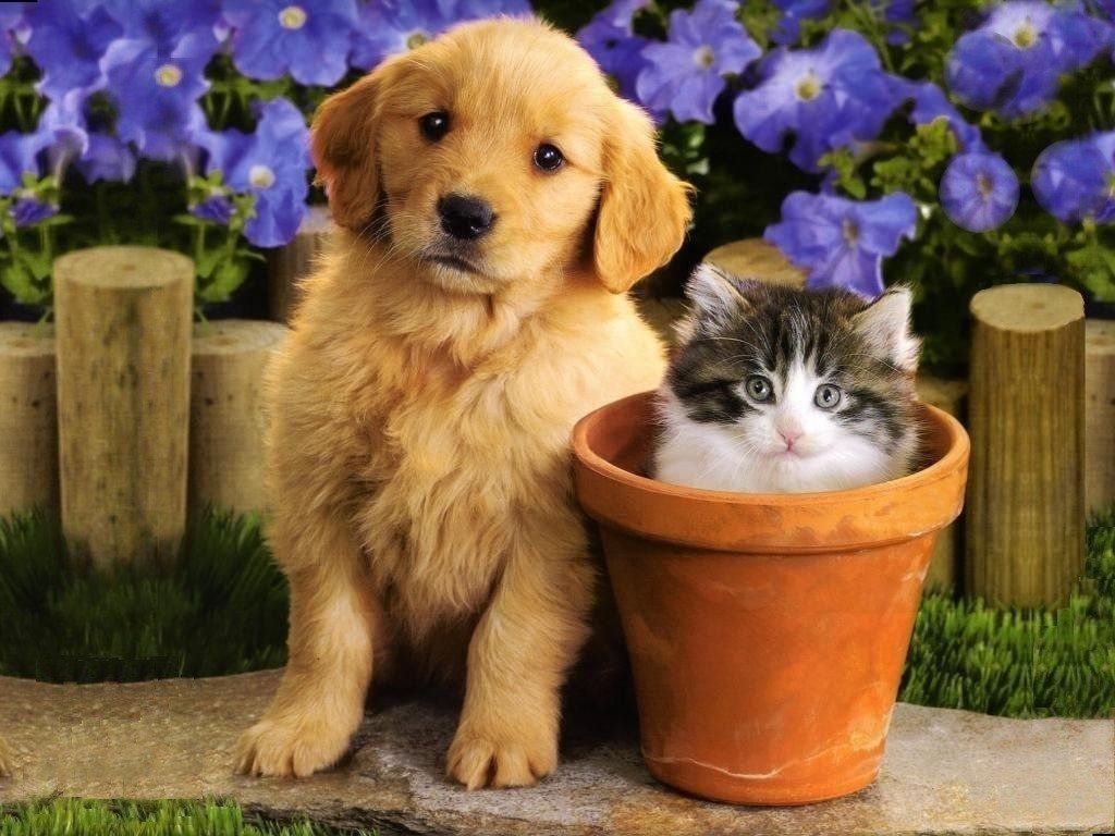 Baby Cats And Dogs Wallpapers Wallpaper Cave