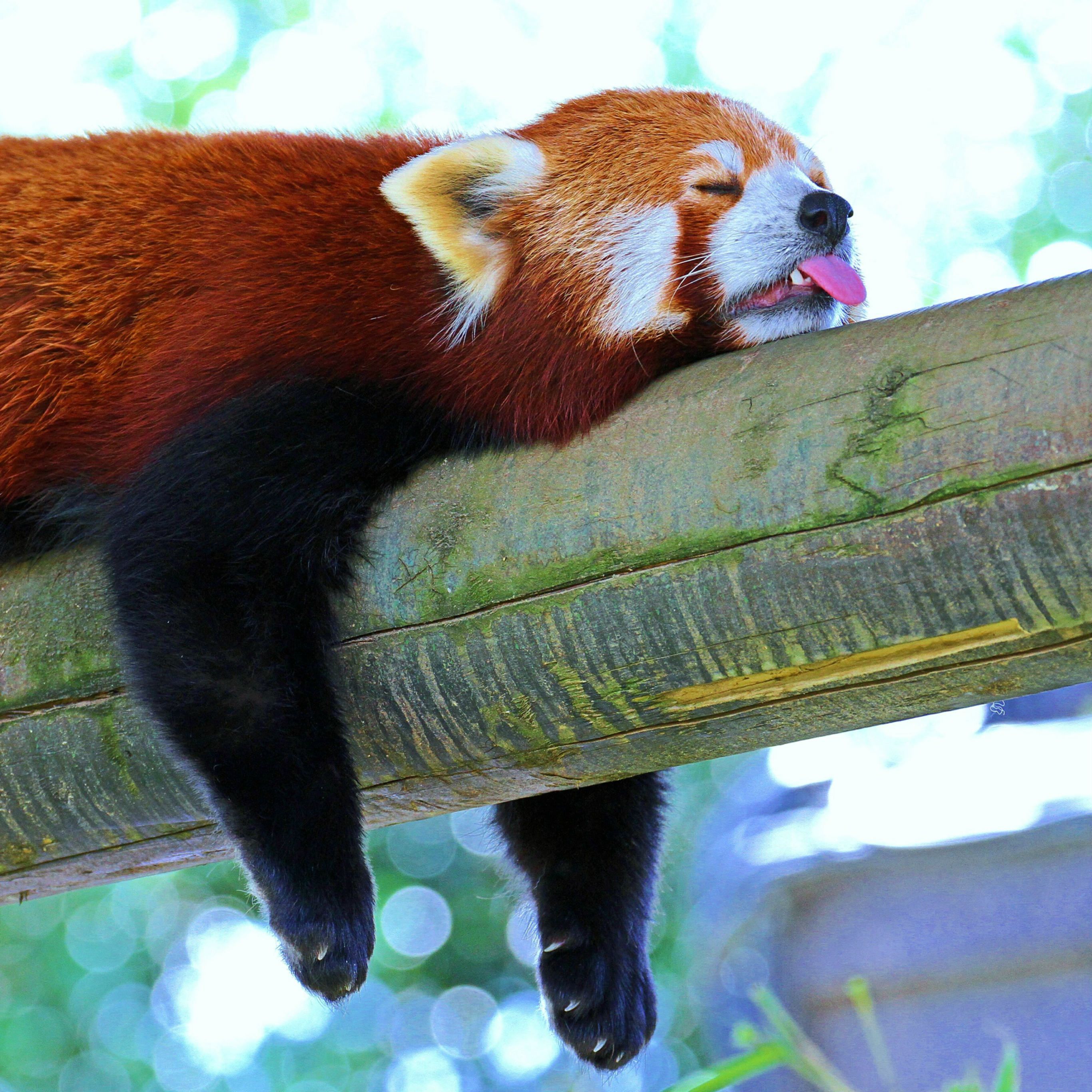 Cute Red Pandas Wallpapers Wallpaper Cave