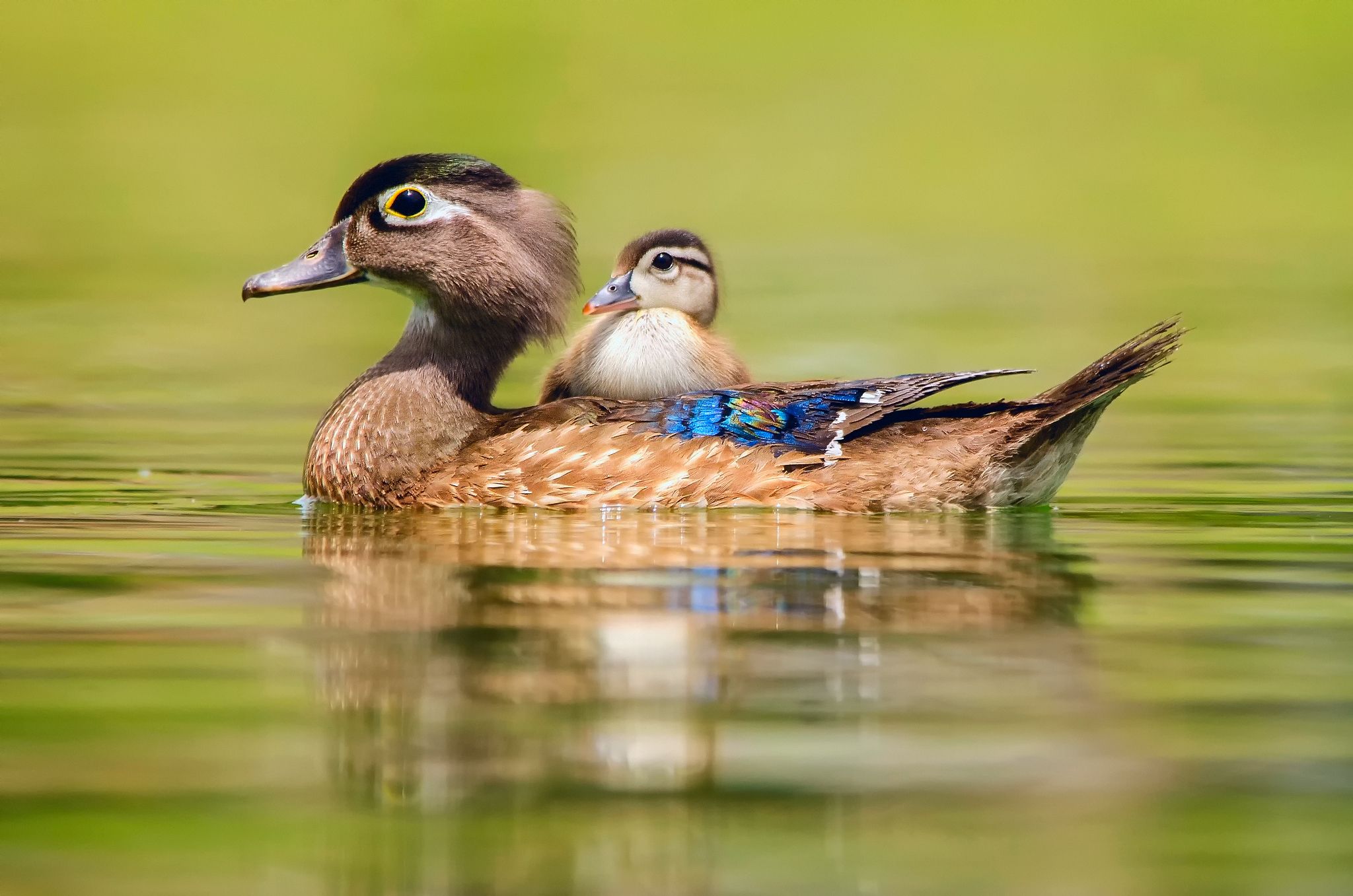 Baby Wood Ducks Wallpapers Wallpaper Cave