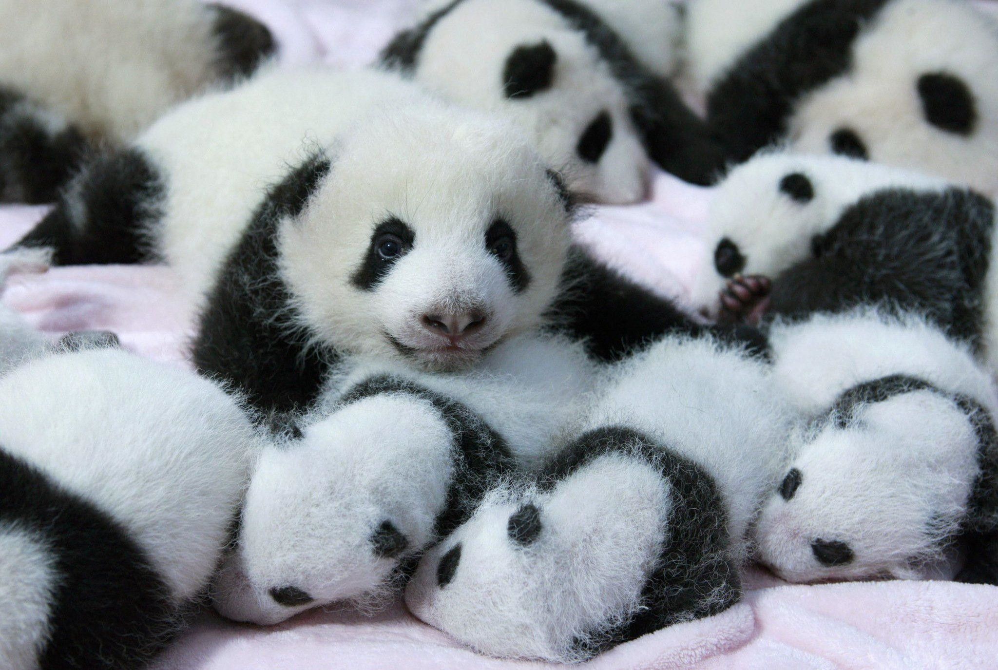 Cute Baby Panda Bears Wallpaper