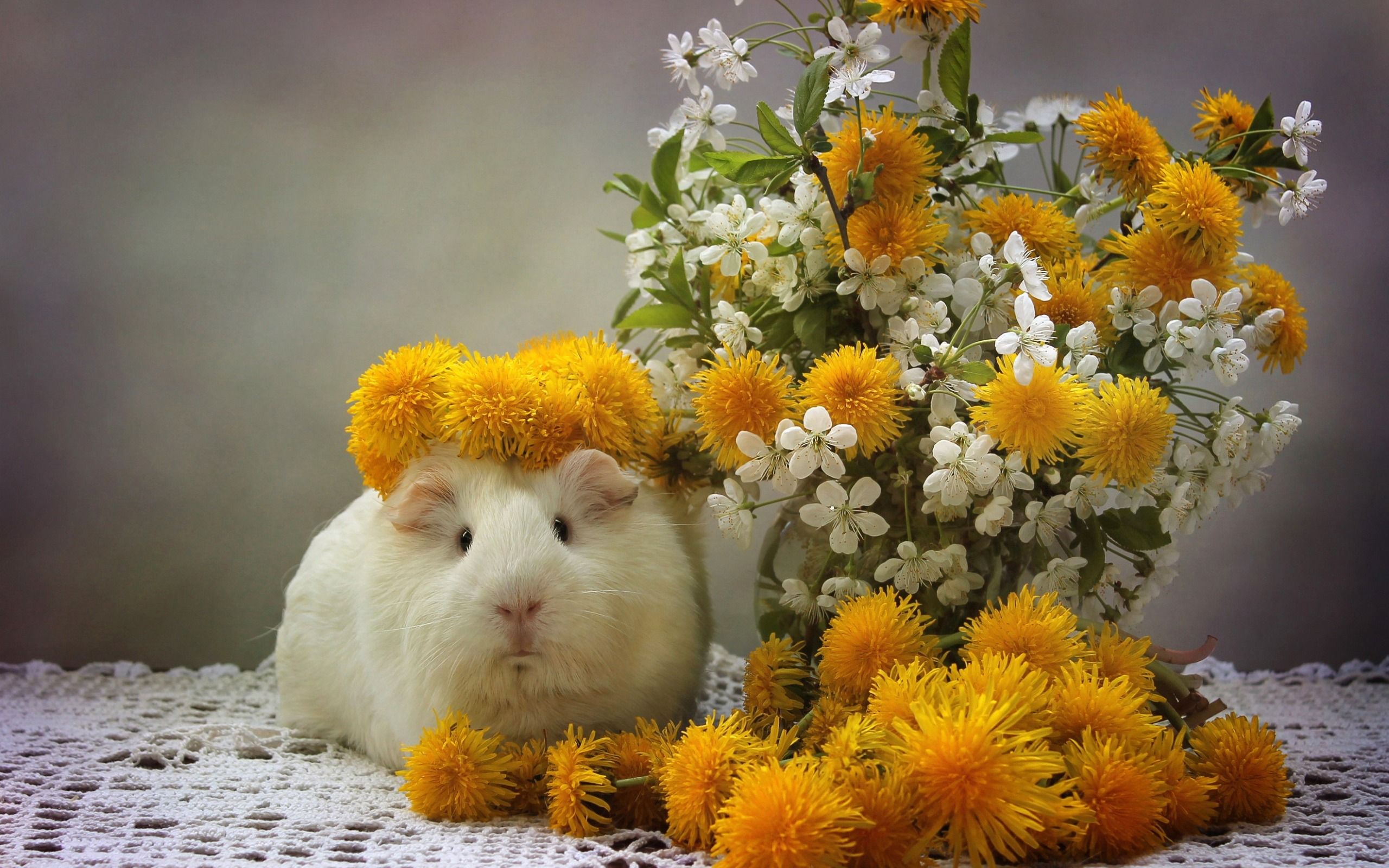 Hamster Spring Wallpapers Wallpaper Cave