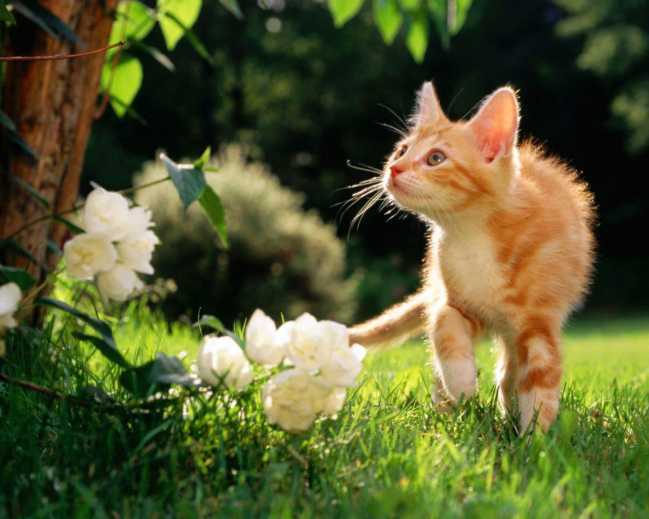 Summer Kittens Wallpapers Wallpaper Cave