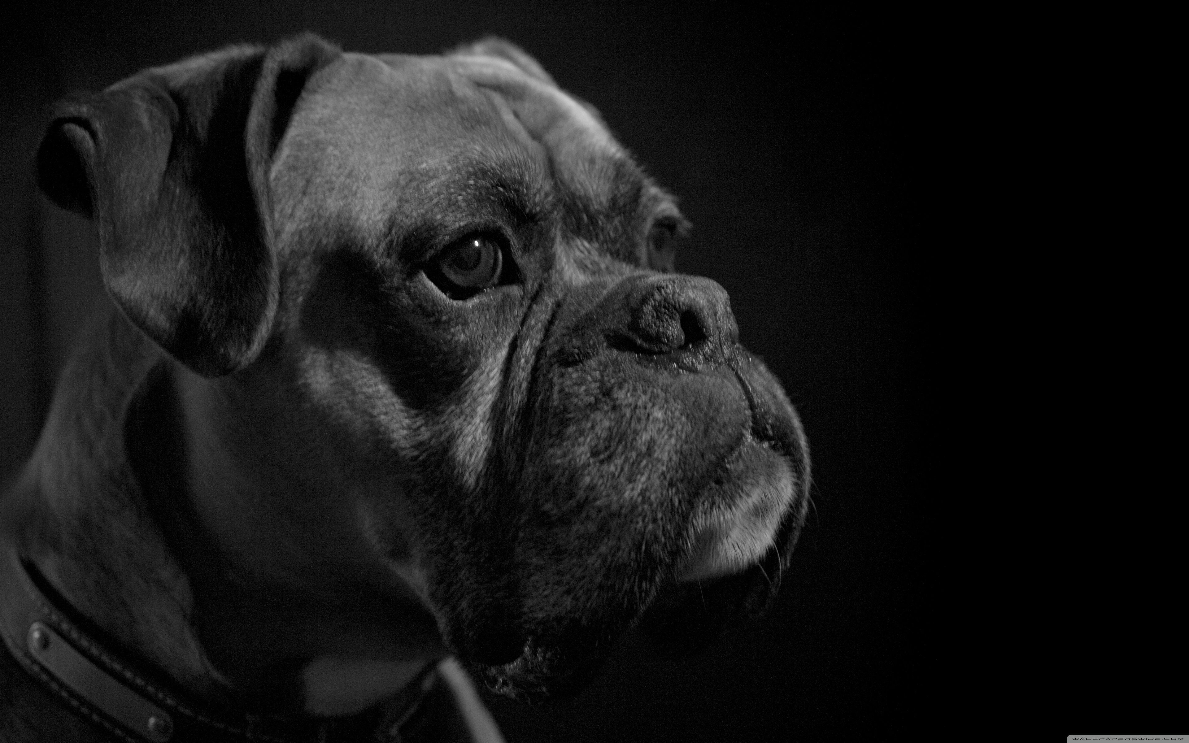 Black Boxer Dog Wallpapers Wallpaper Cave