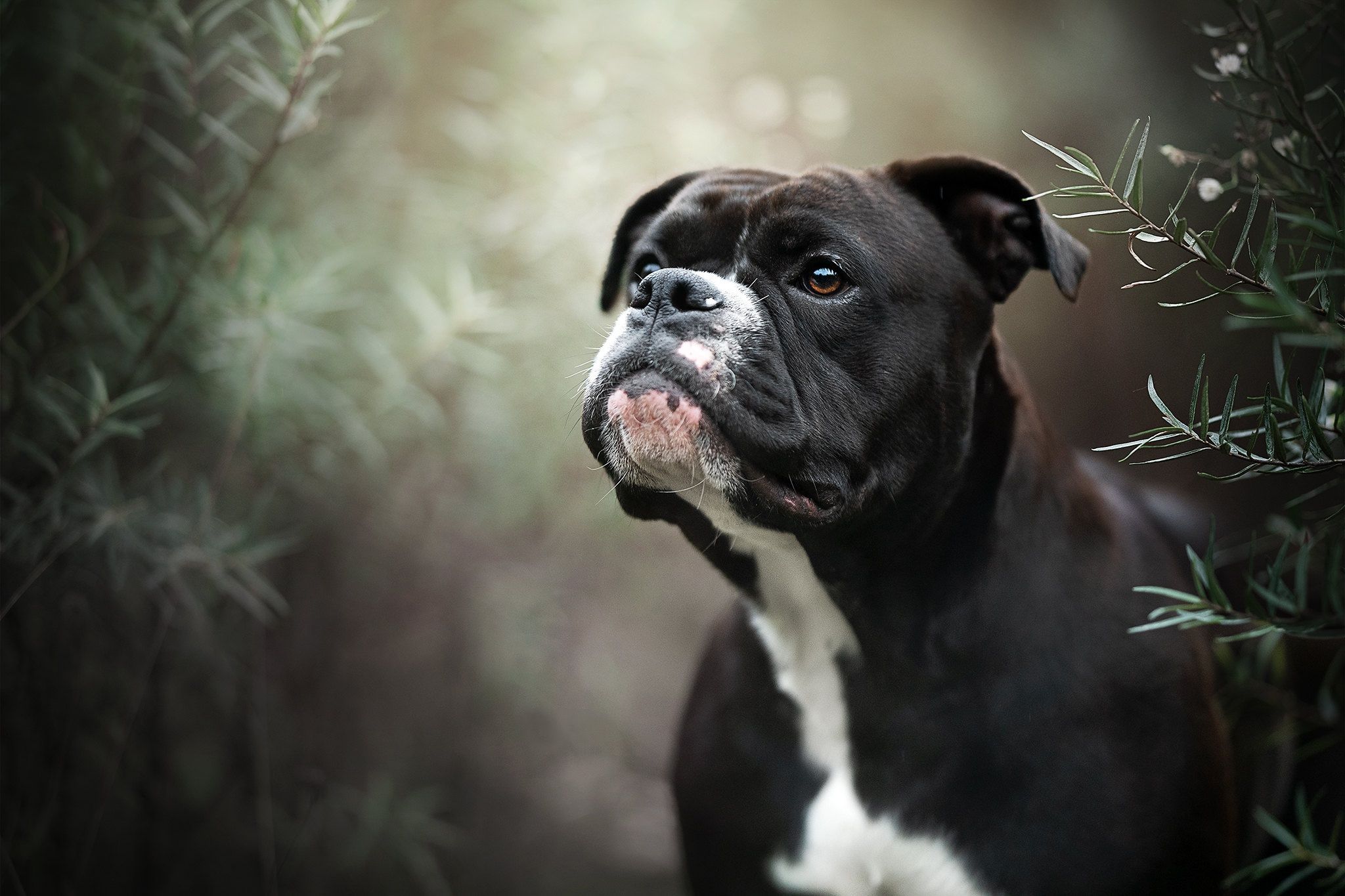 Black Boxer Dog Wallpapers Wallpaper Cave