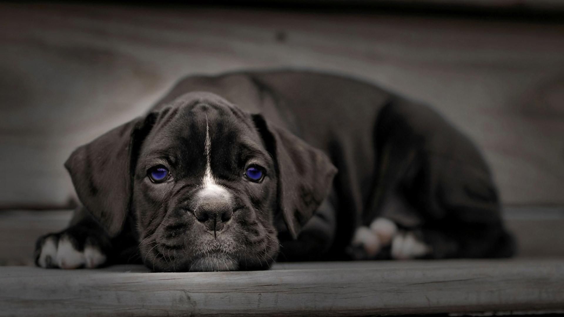 Black Boxer Dog Wallpapers Wallpaper Cave