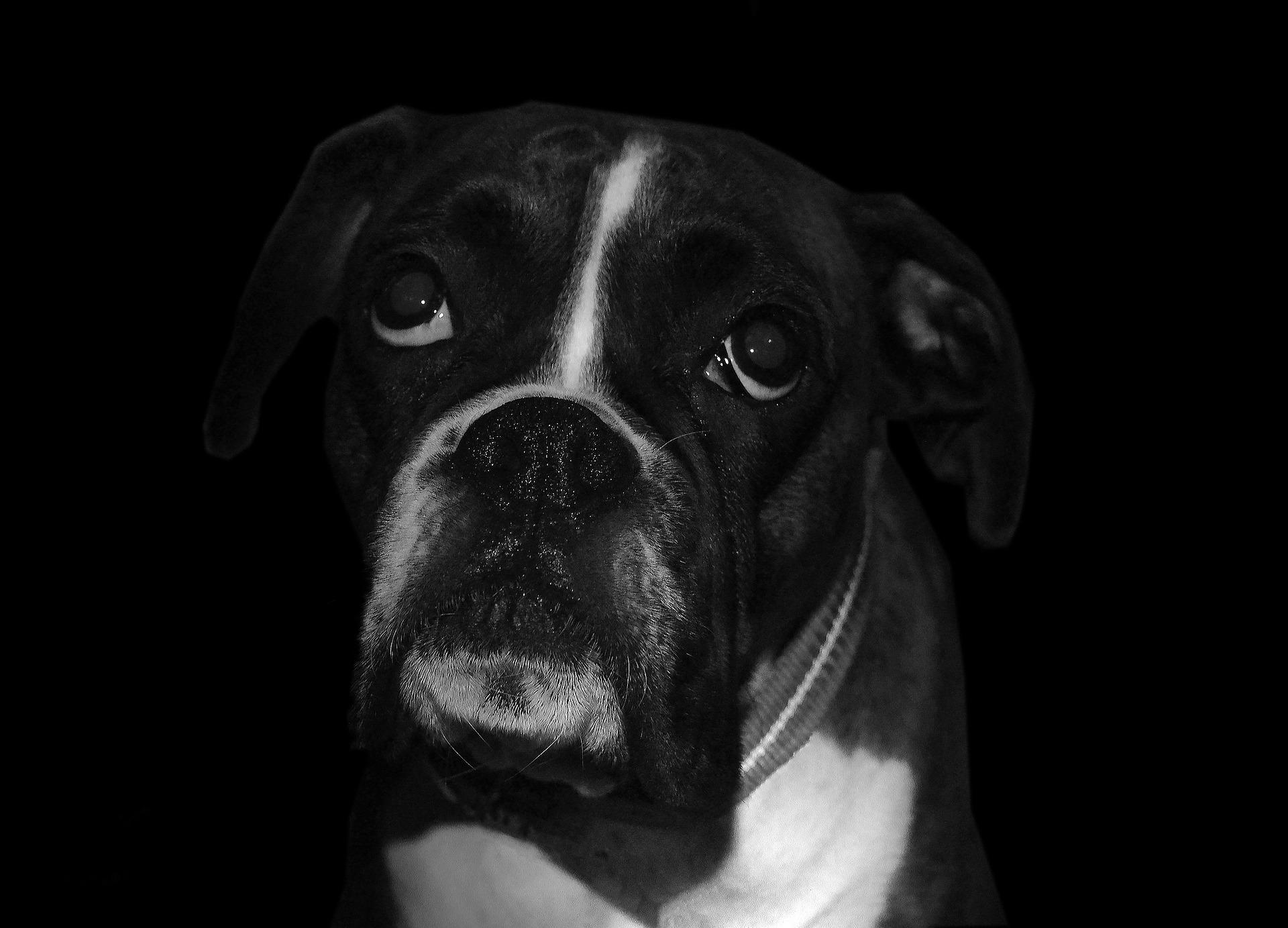 Black Boxer Dog Wallpapers Wallpaper Cave