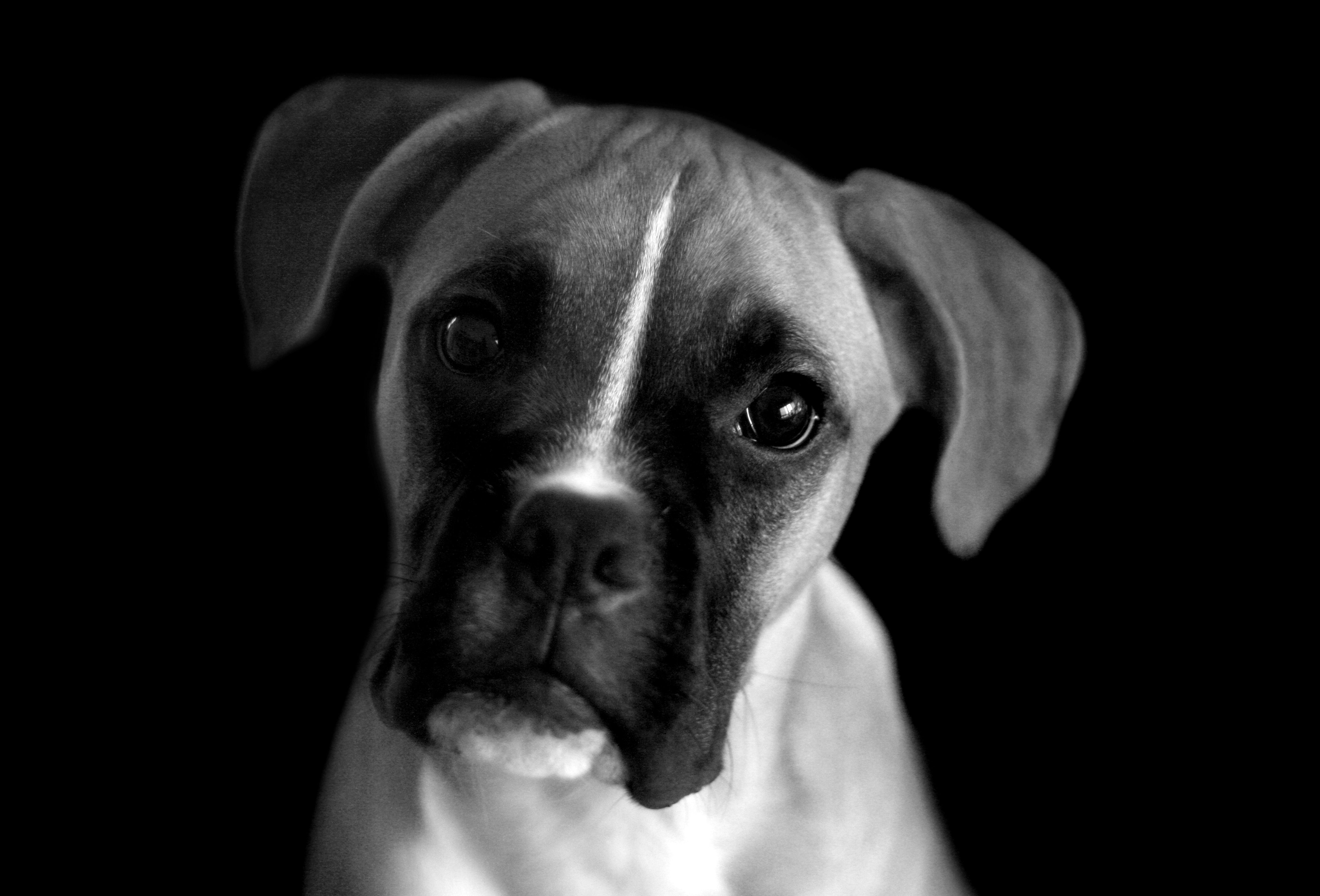 Black Boxer Dog Wallpapers Wallpaper Cave