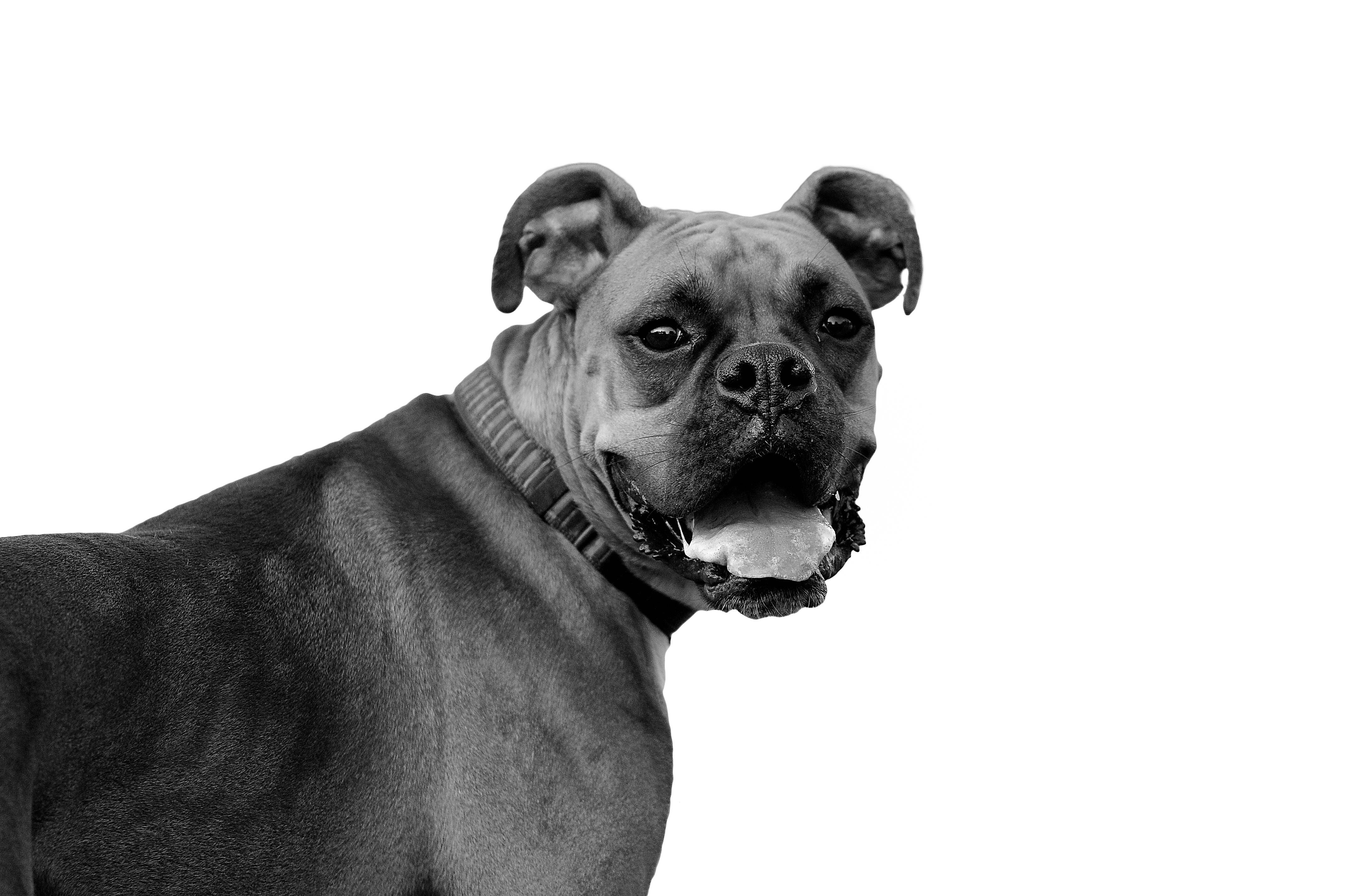 Black Boxer Dog Wallpapers Wallpaper Cave